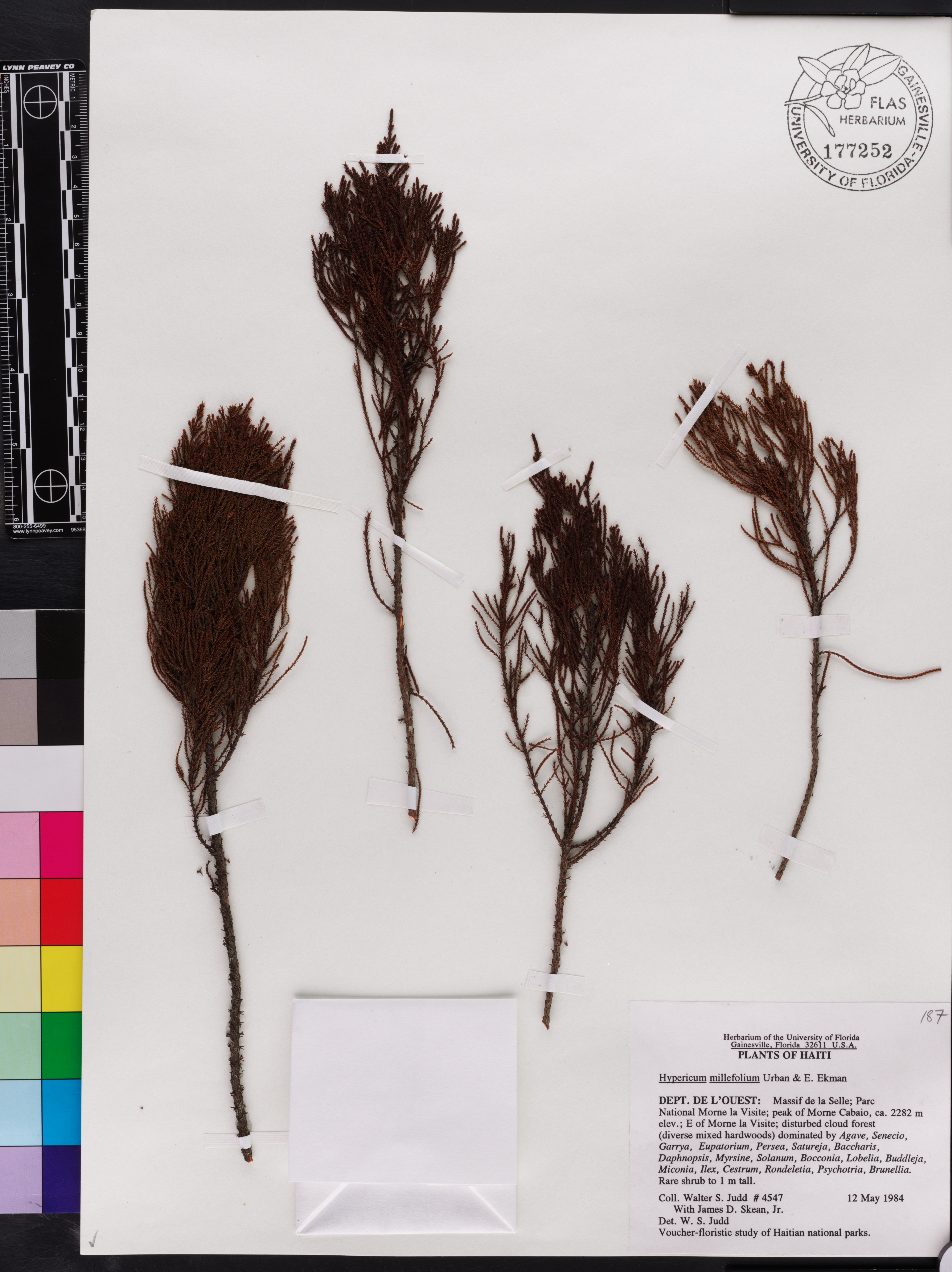 Hypericum millefolium image