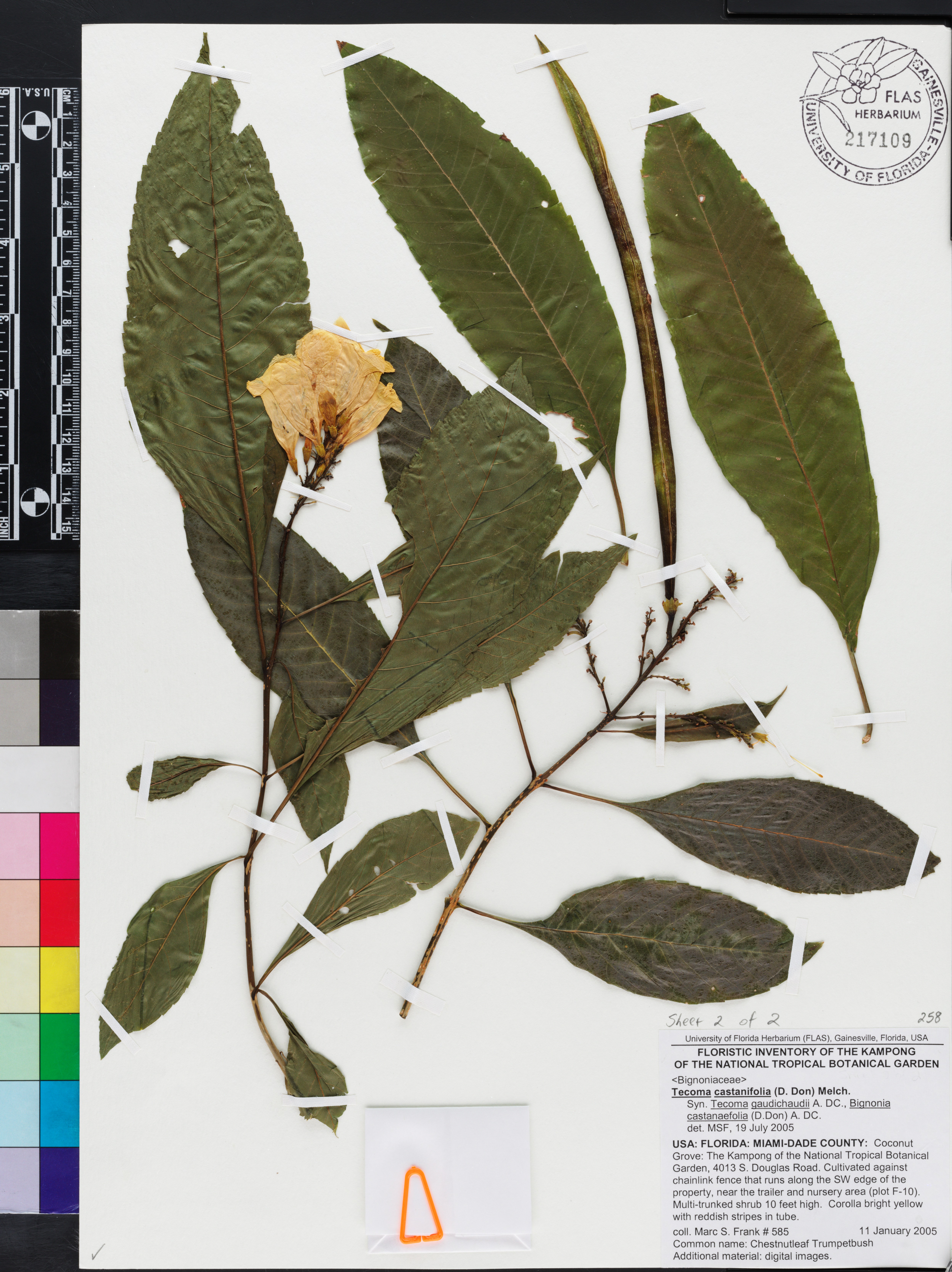 Tecoma castanifolia image