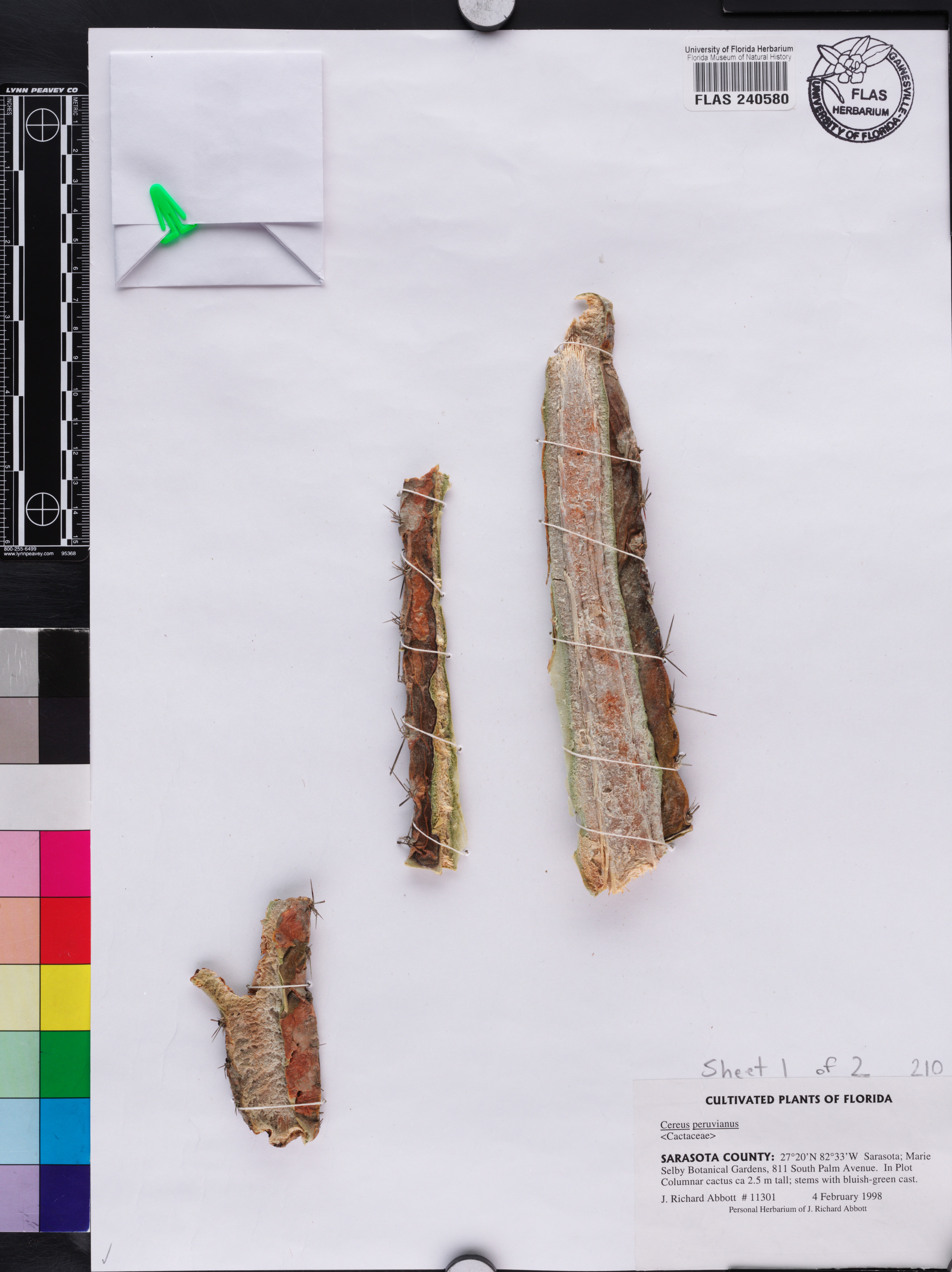 Acanthocereus tetragonus image