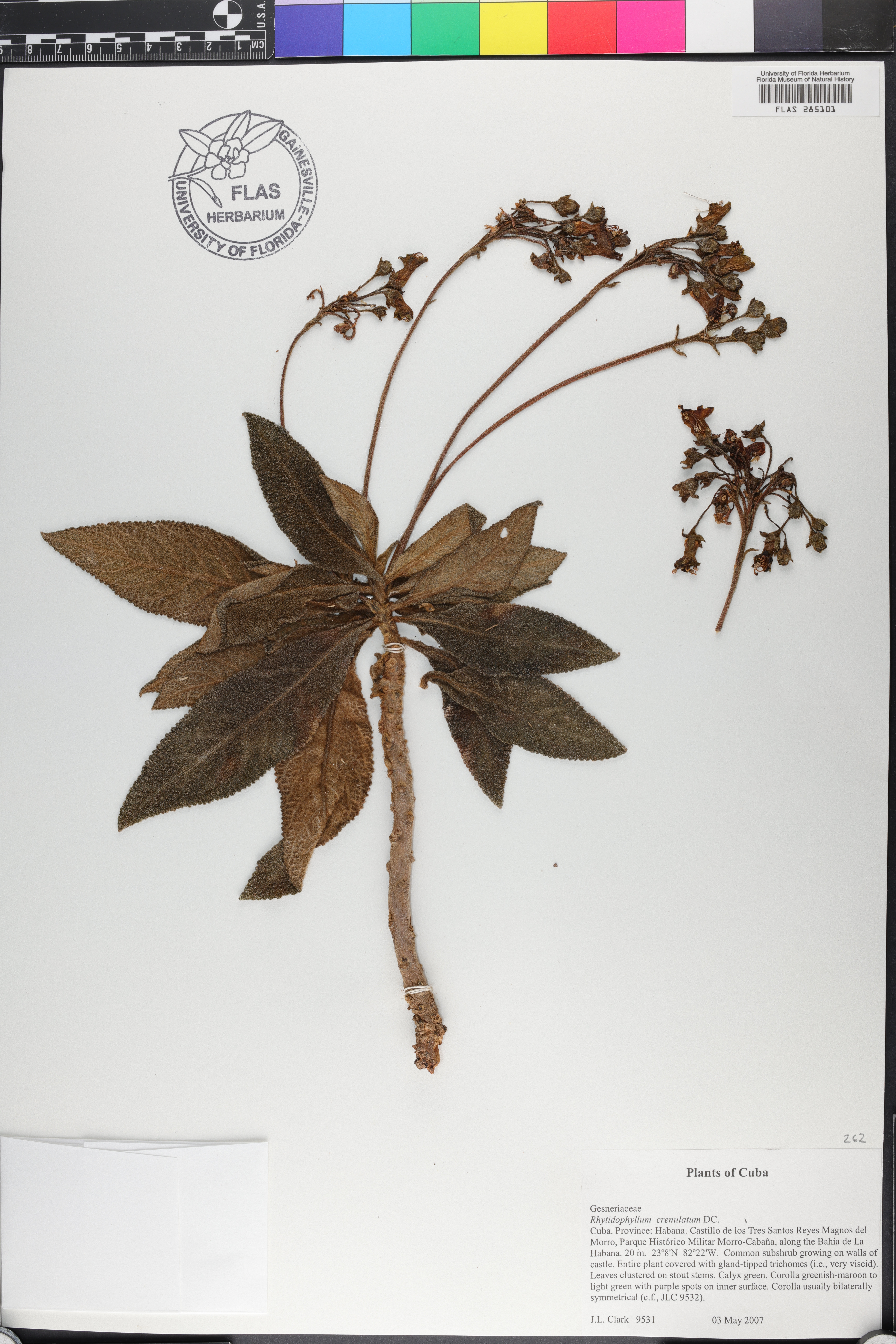 Rhytidophyllum crenulatum image