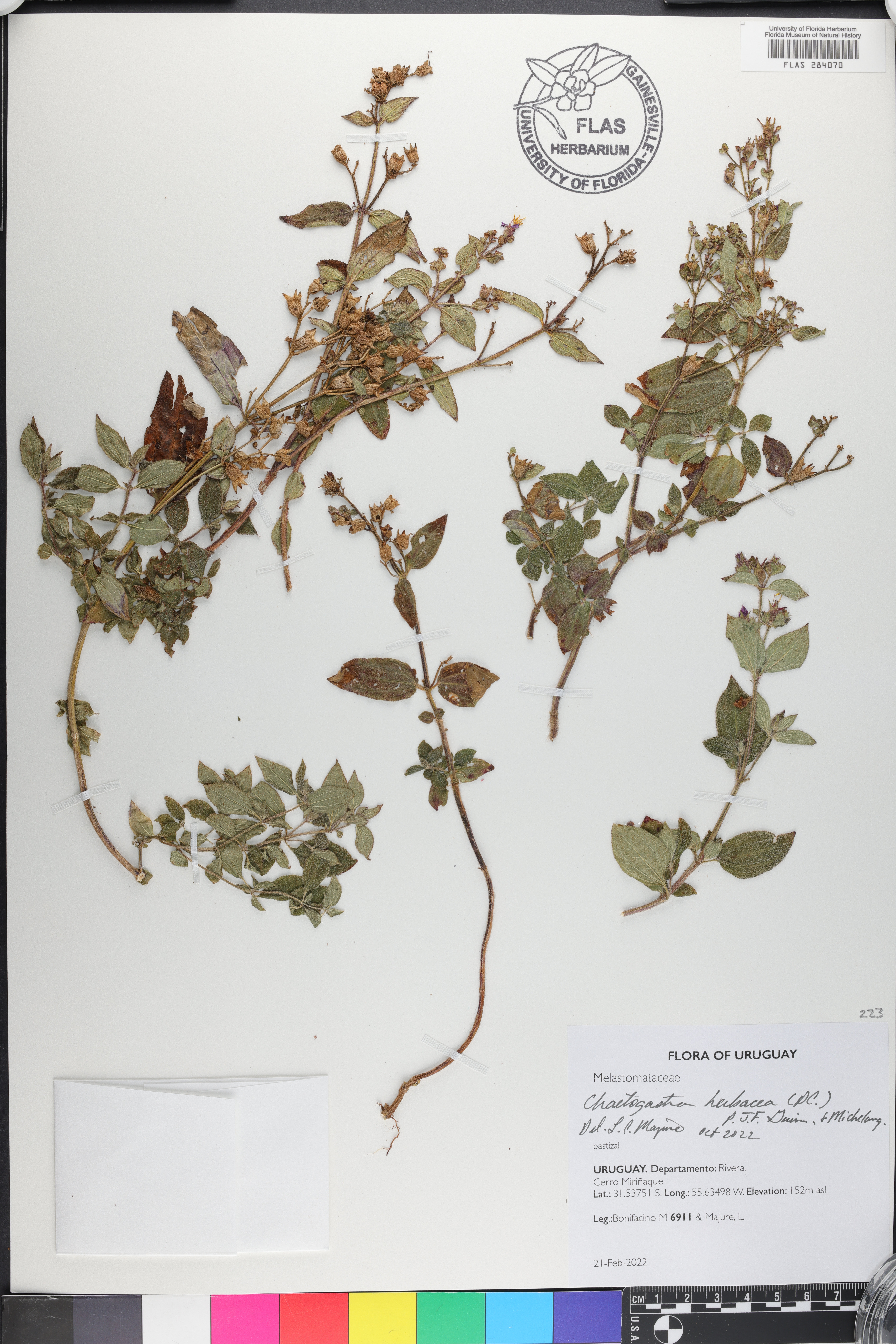 Chaetogastra herbacea image