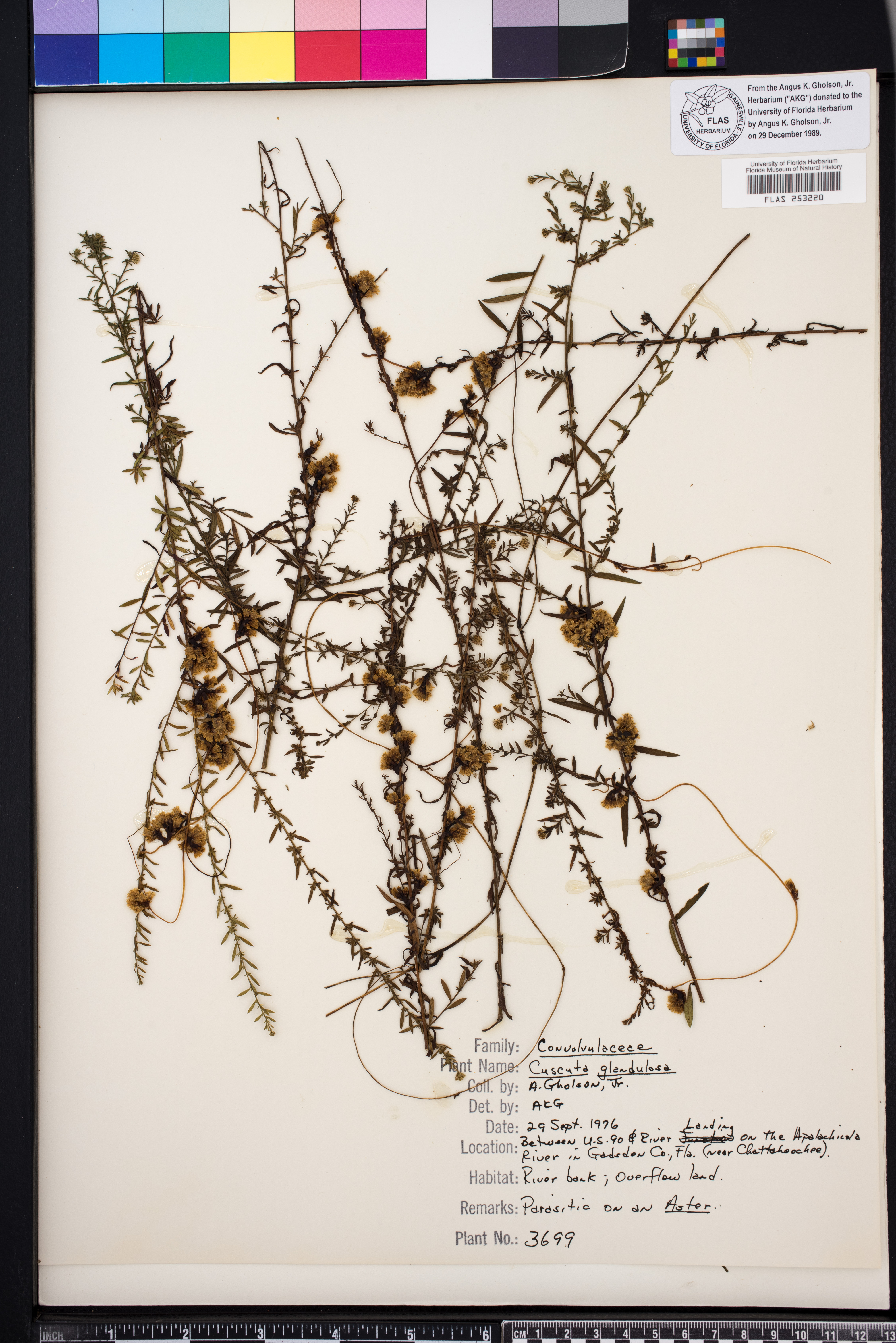 Cuscuta obtusiflora var. glandulosa image