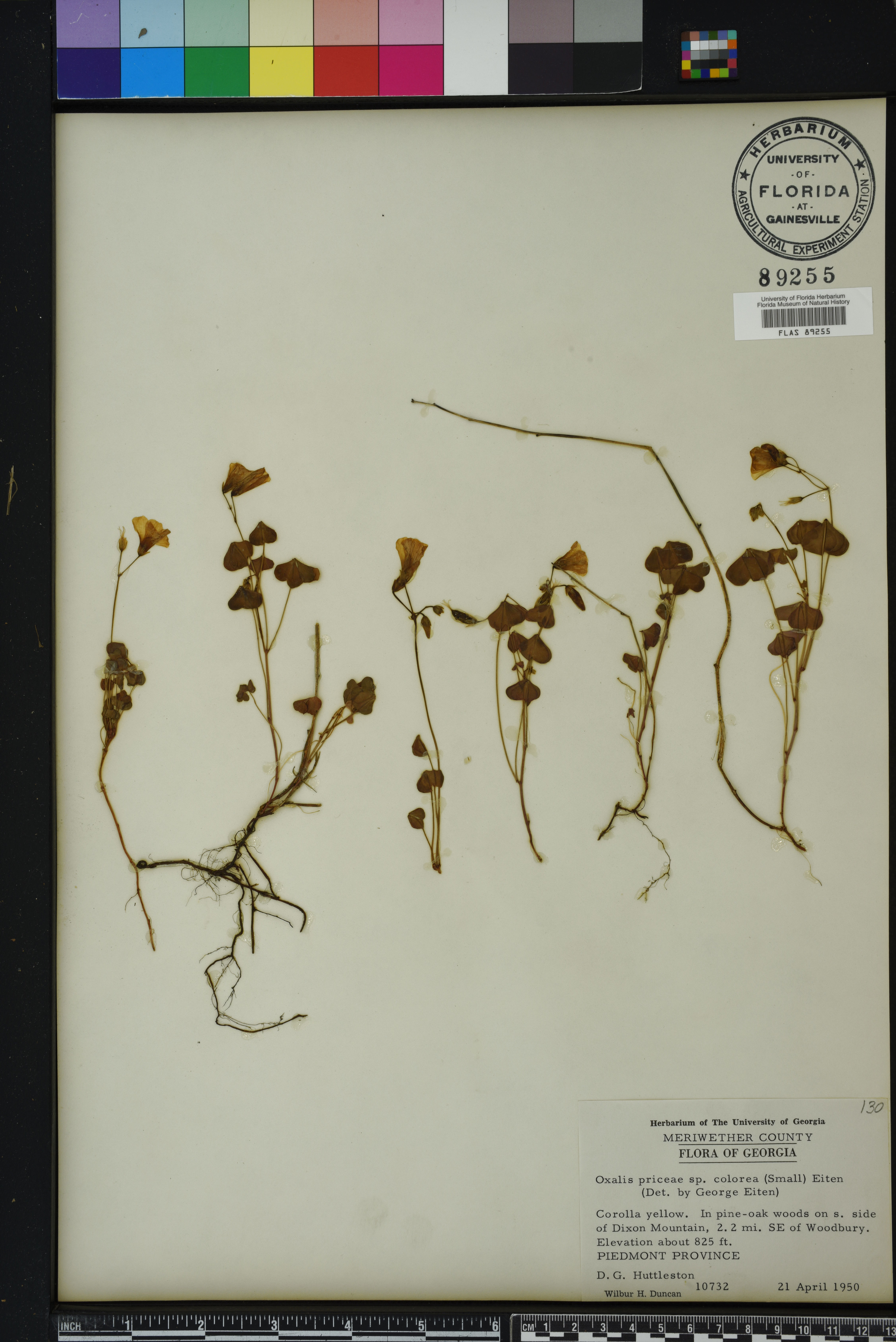 Oxalis priceae image