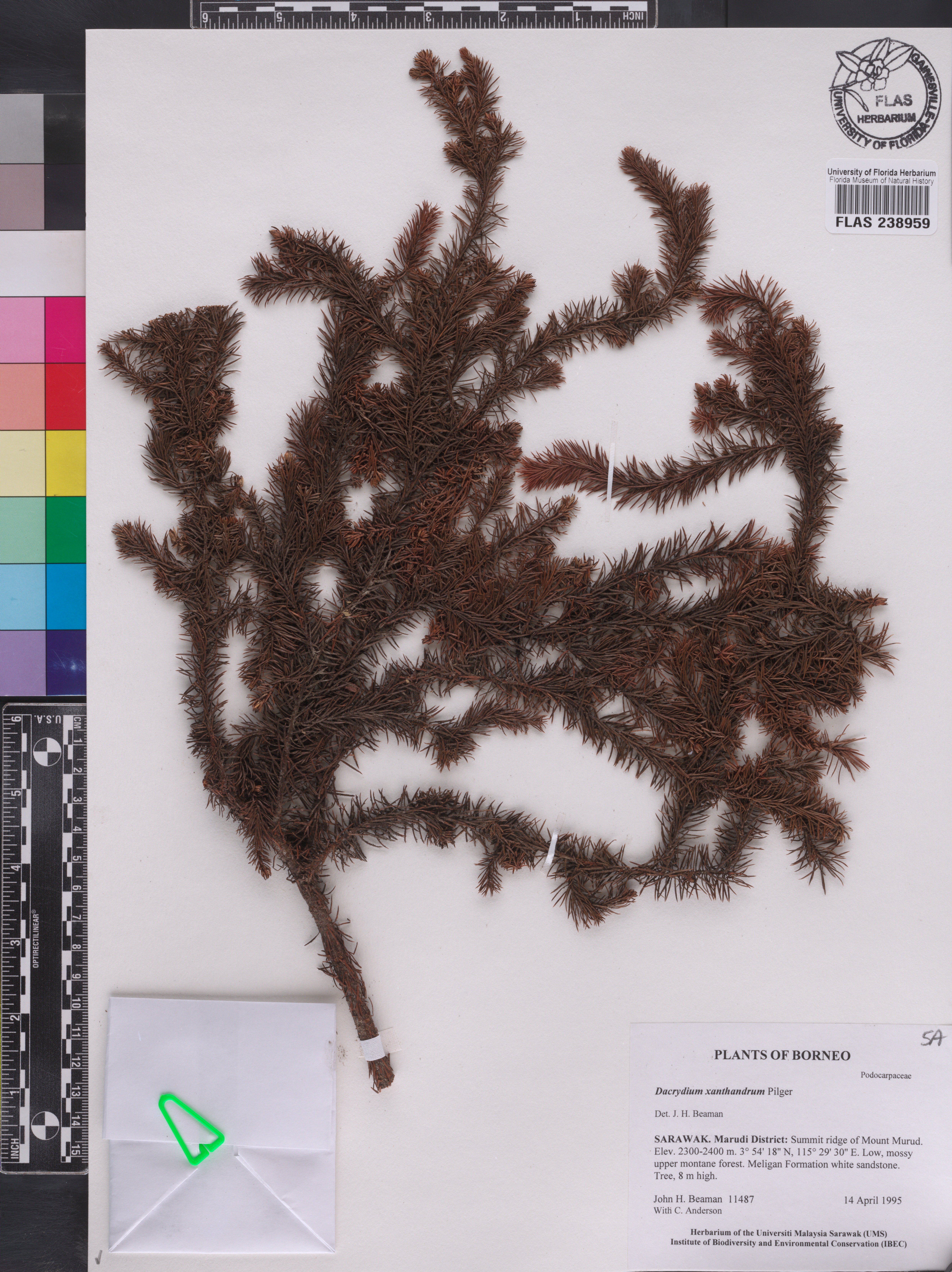 Dacrydium xanthandrum image