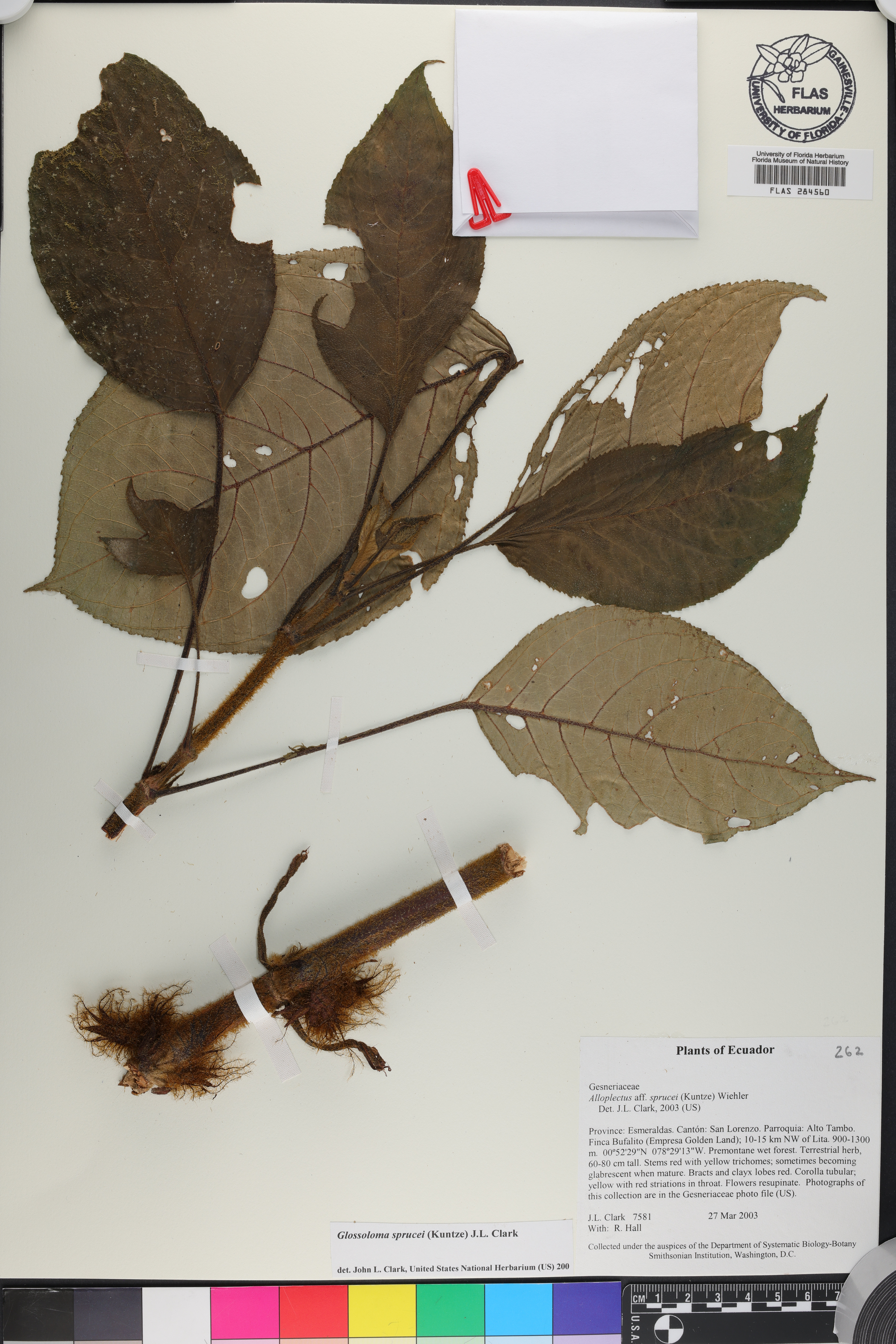 Glossoloma sprucei image