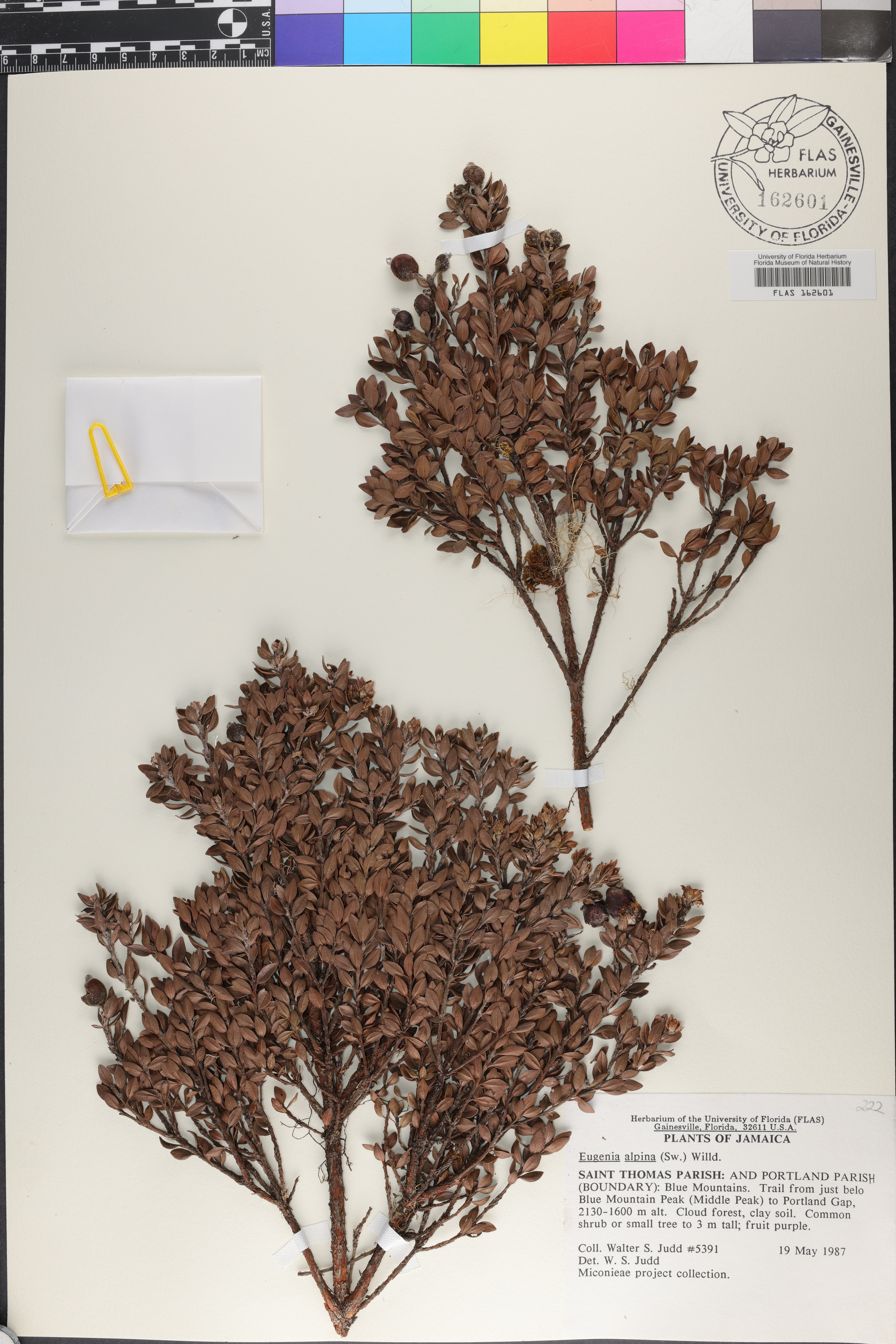 Eugenia alpina image
