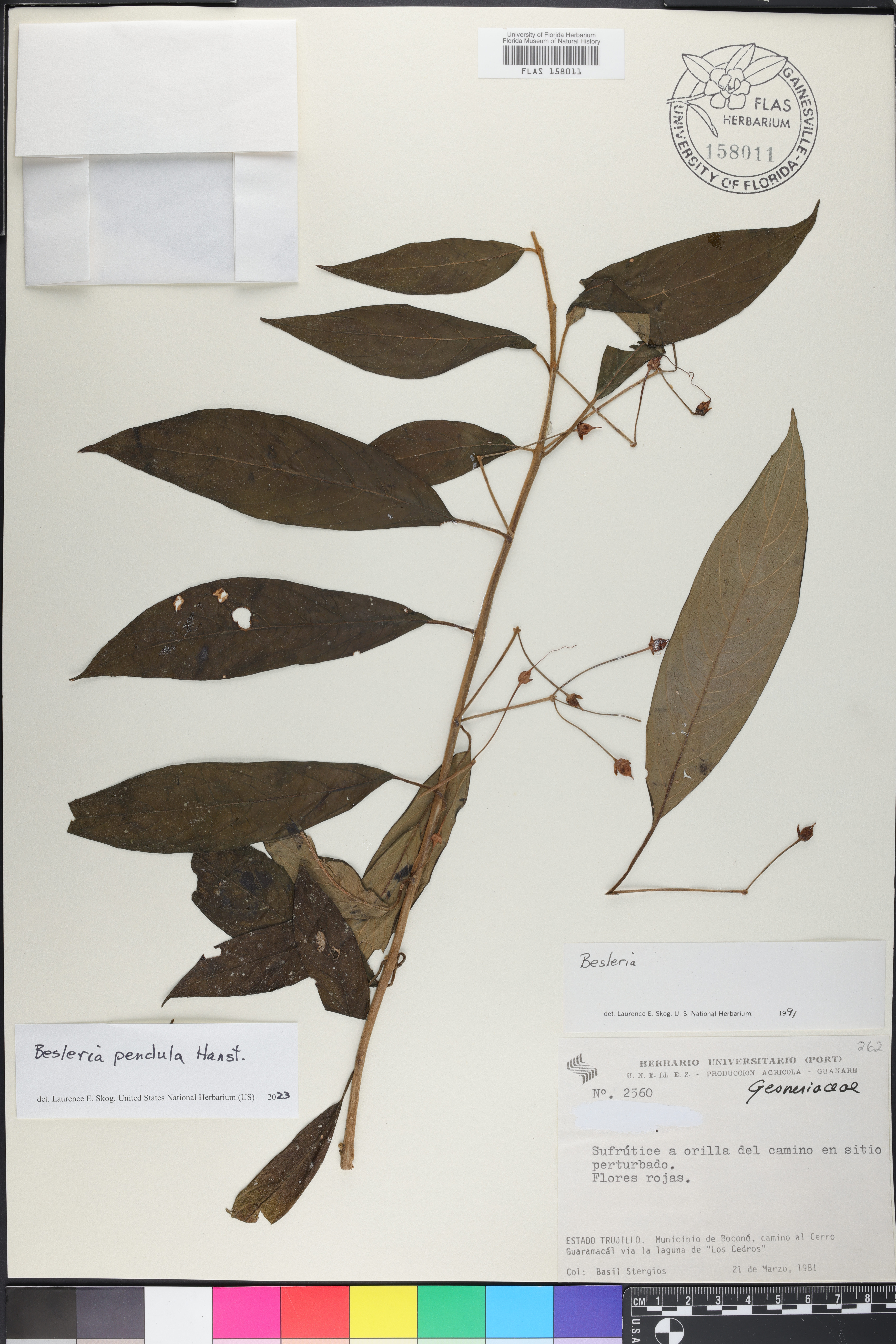 Besleria pendula image