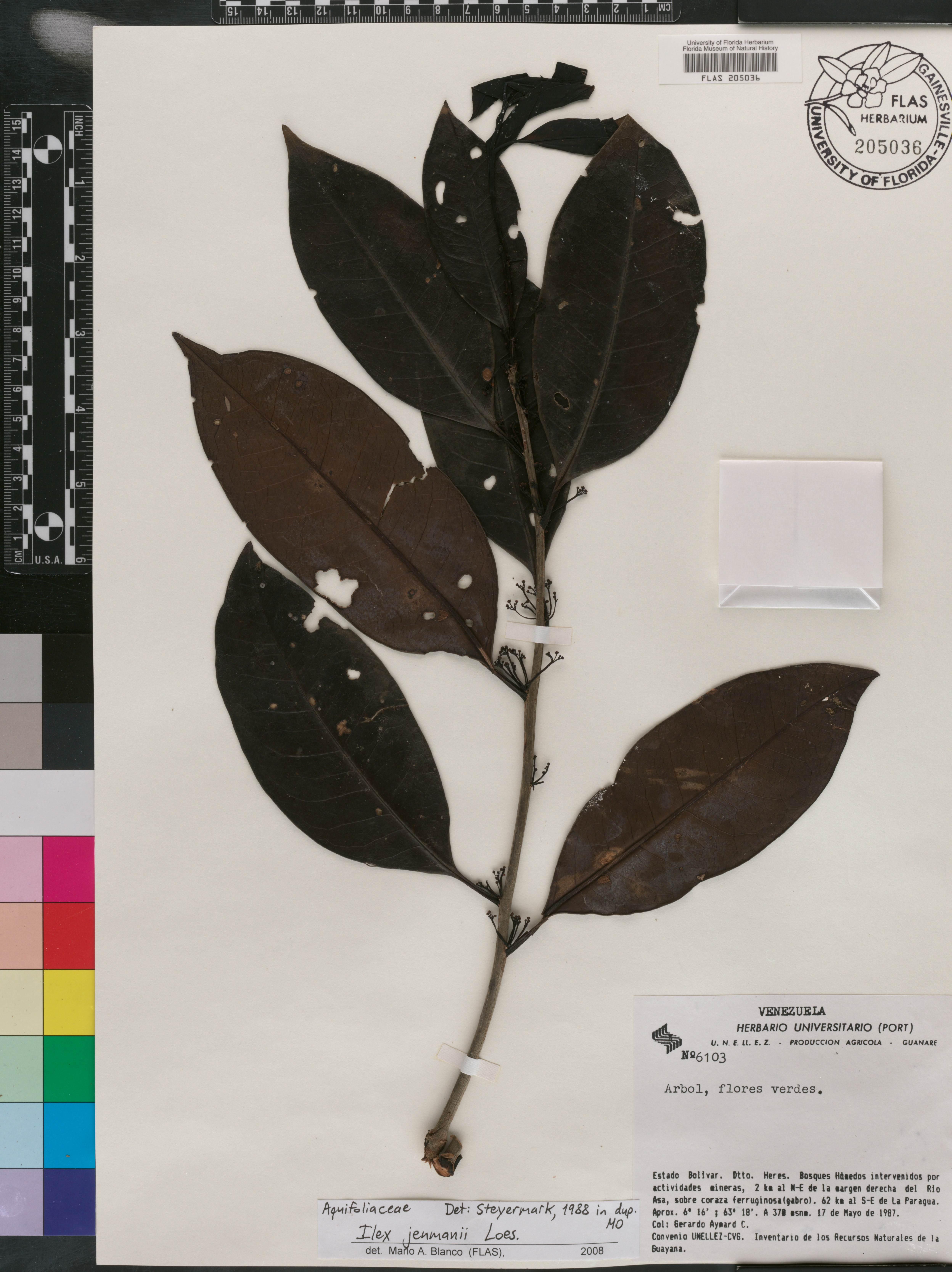 Ilex jenmanii image