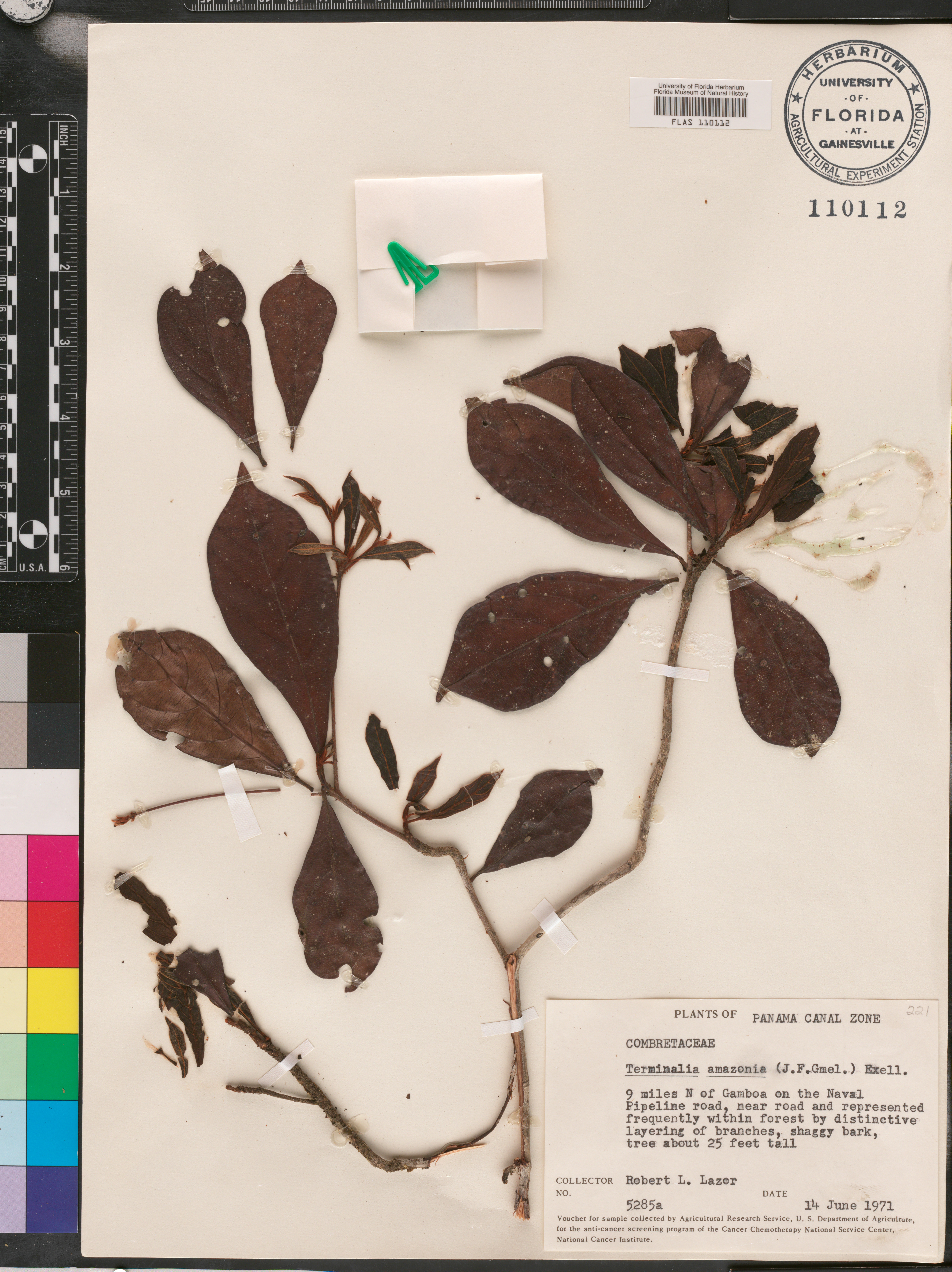 Terminalia amazonia image