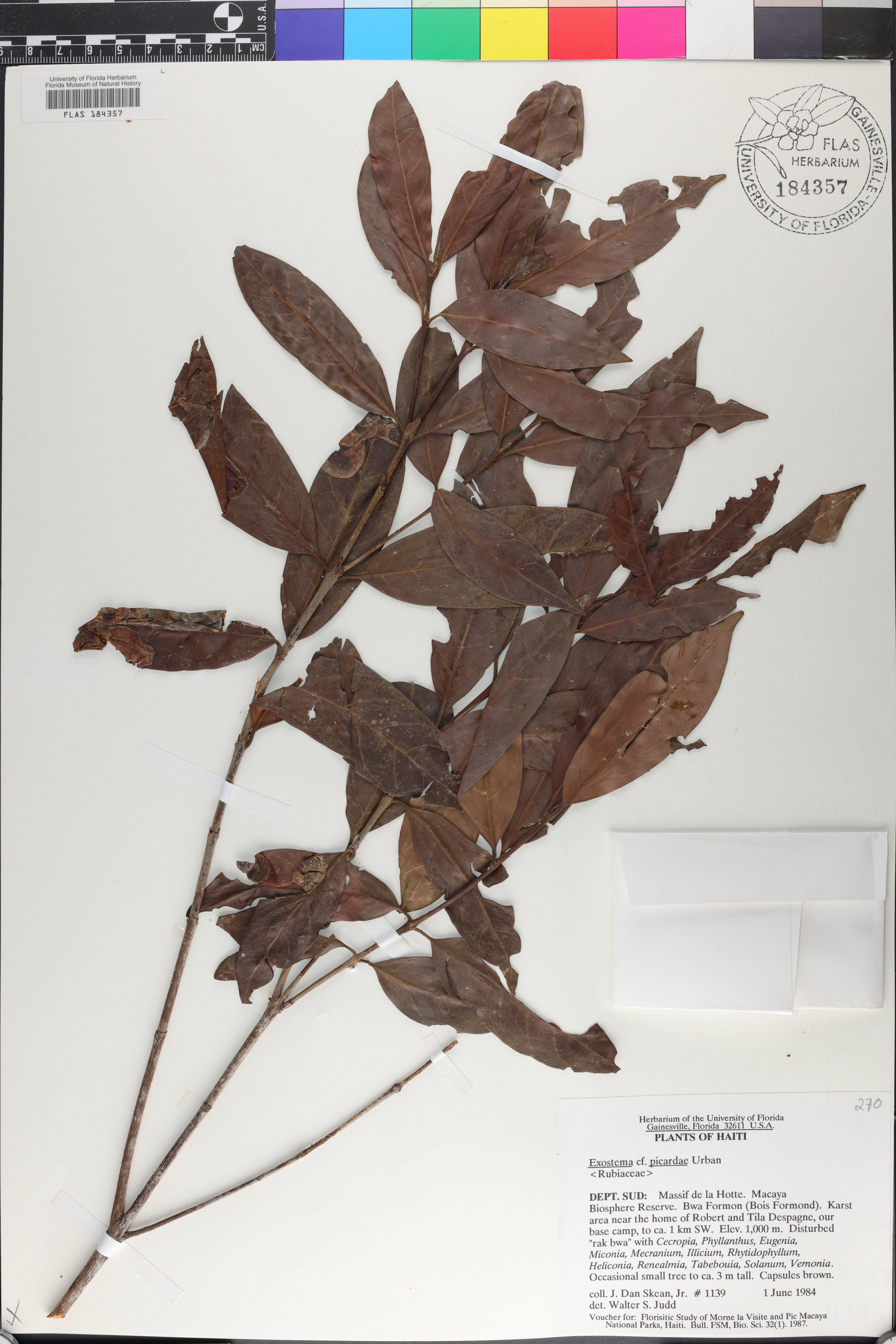 Exostema lineatum image