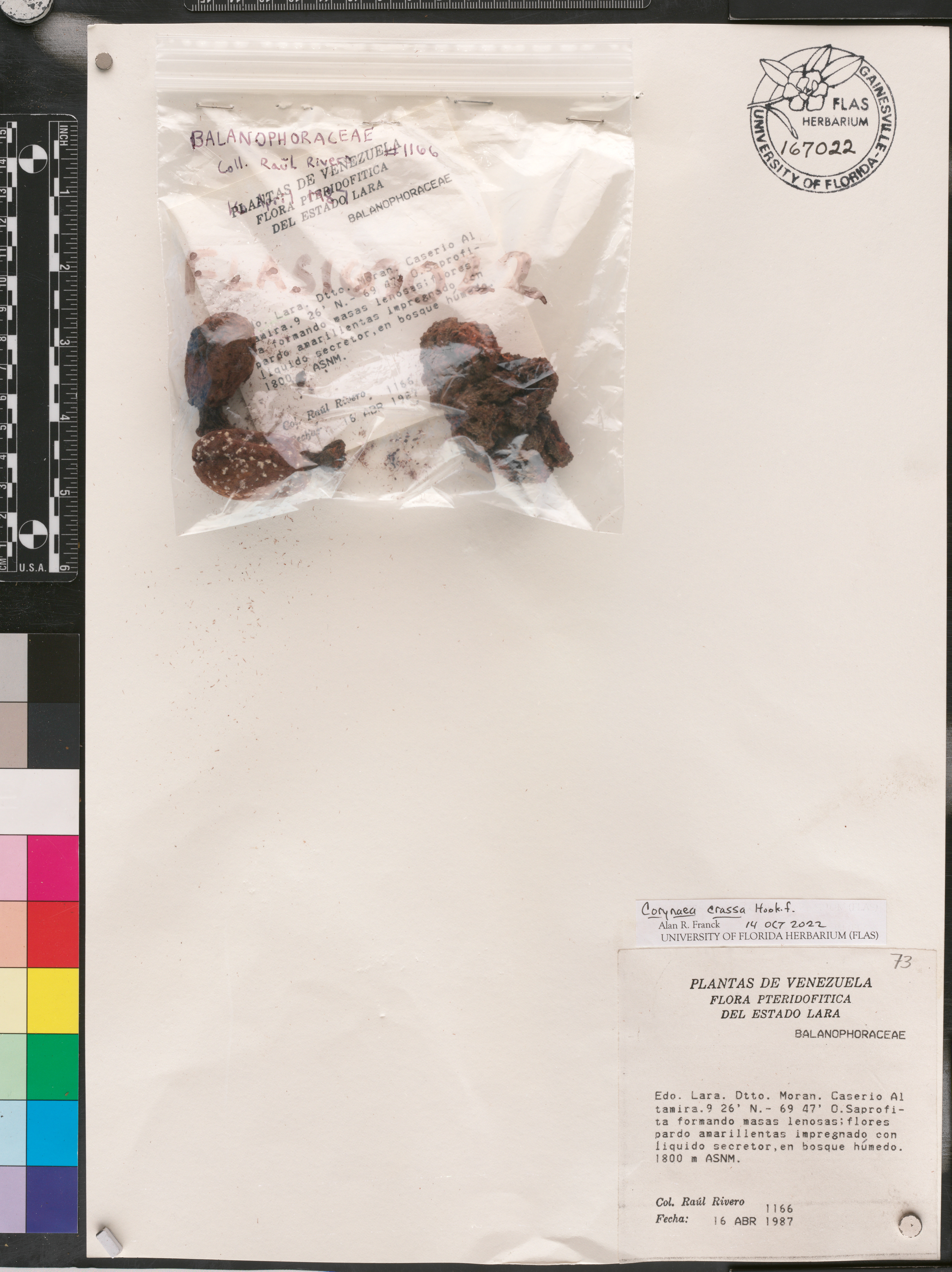 Corynaea image