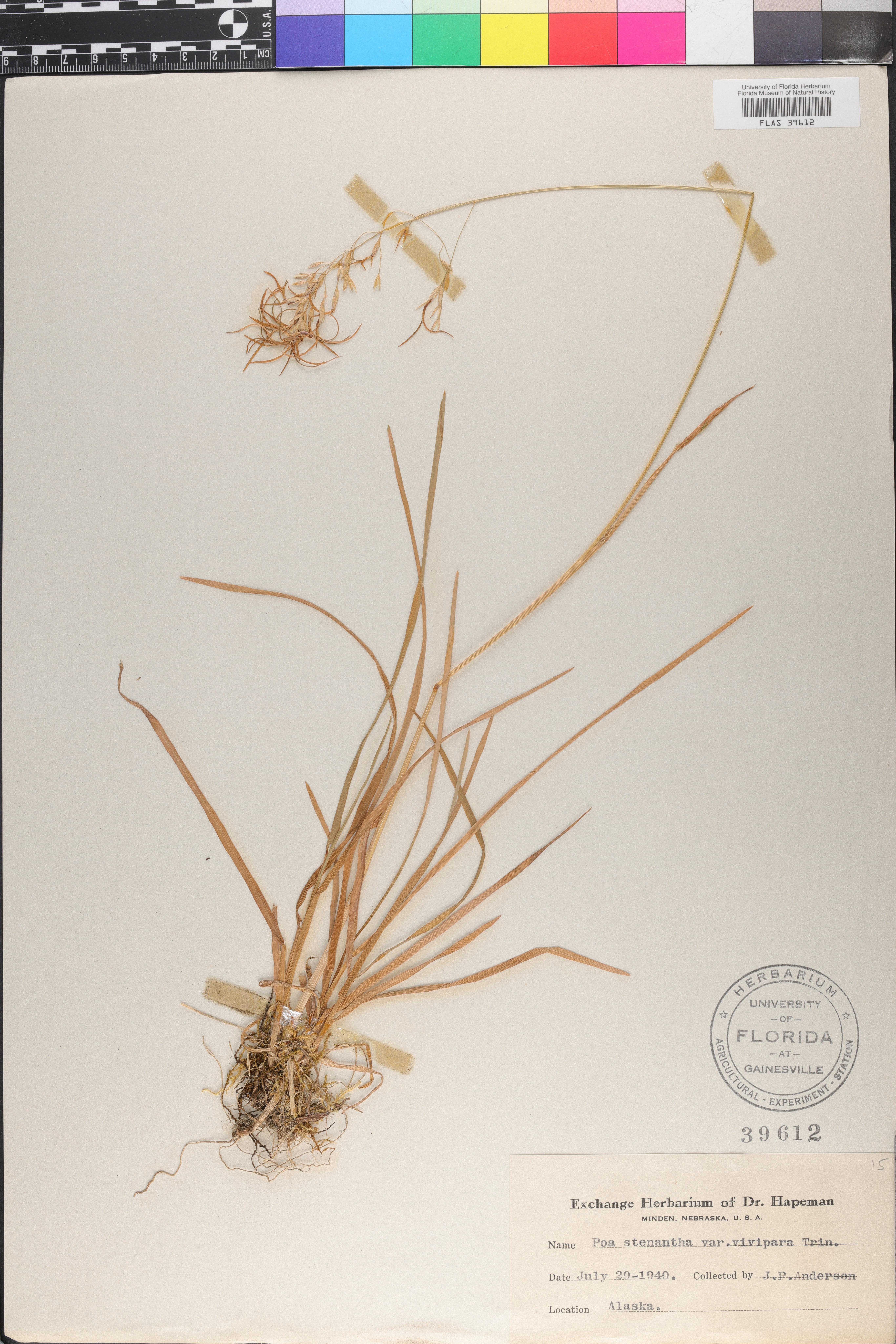 Poa stenantha var. vivipara image
