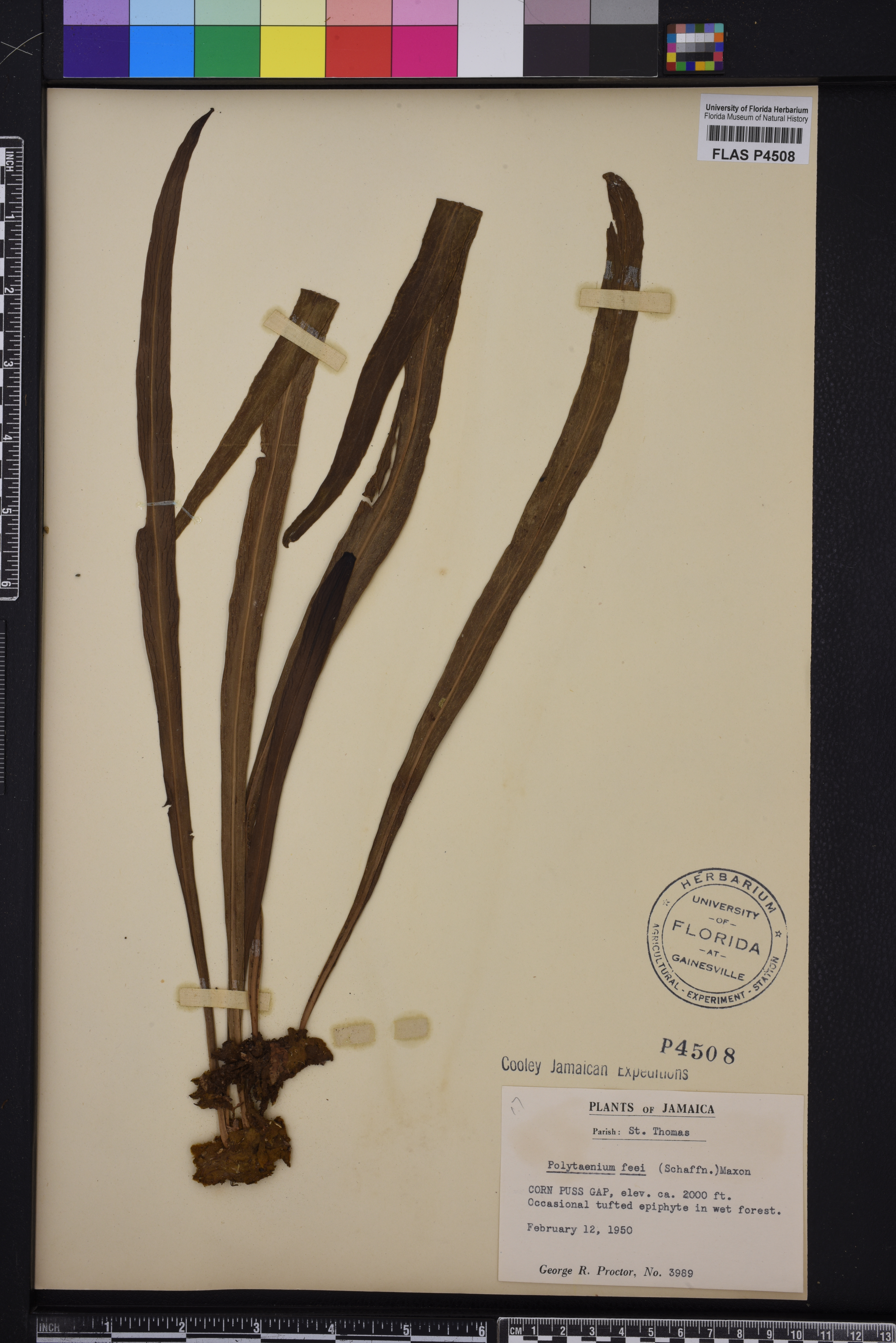 Polytaenium image