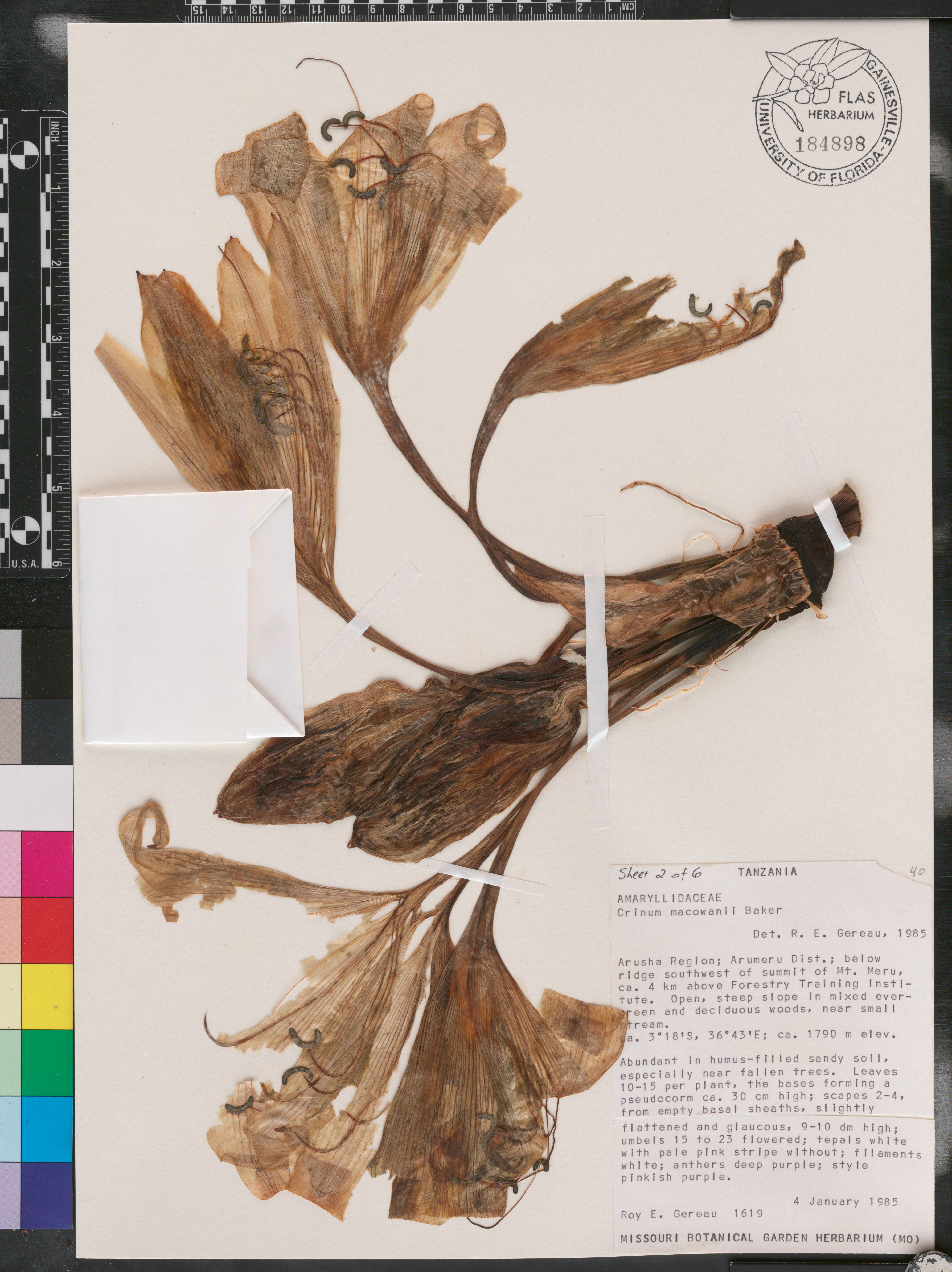 Crinum macowanii image