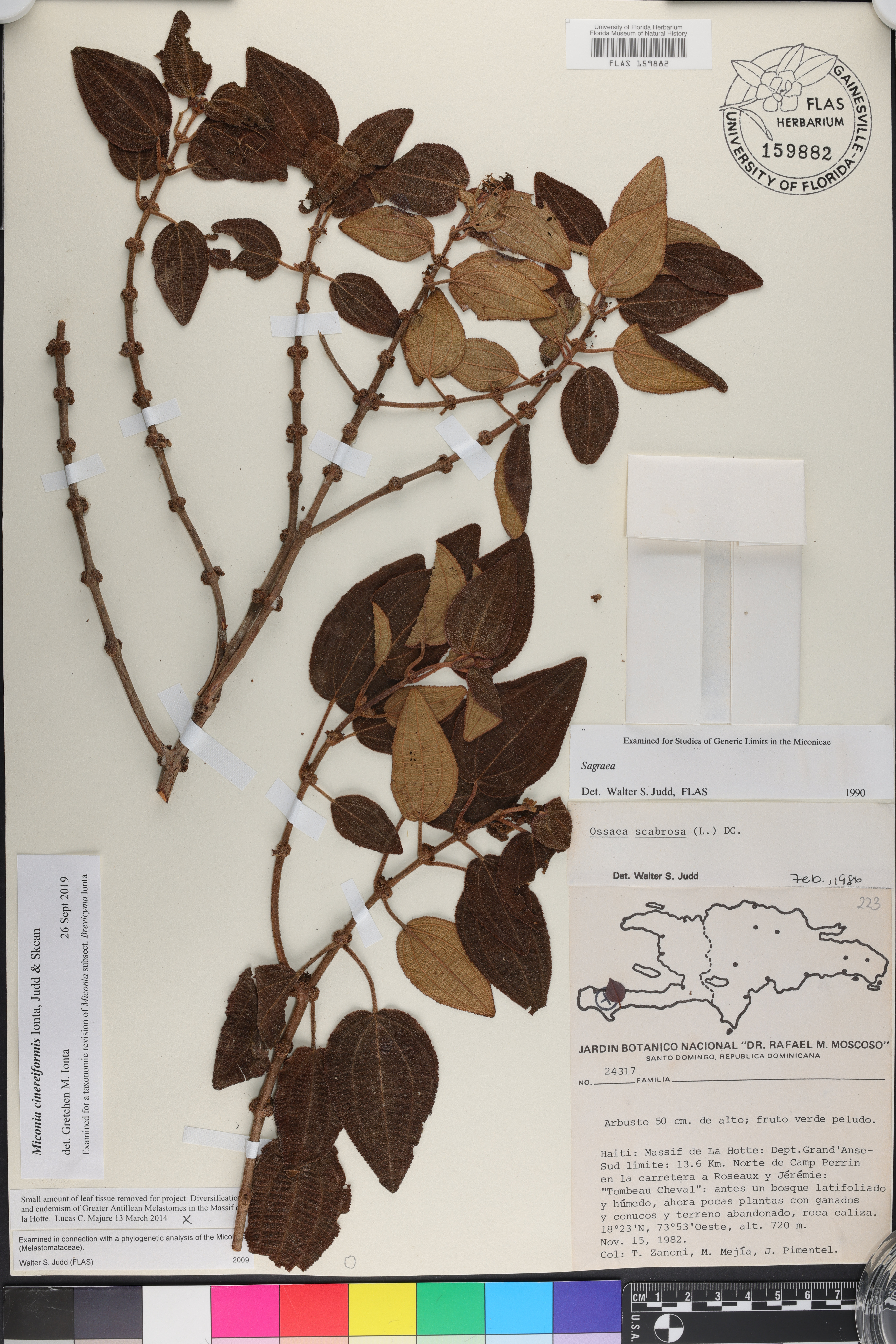 Miconia cinereiformis image