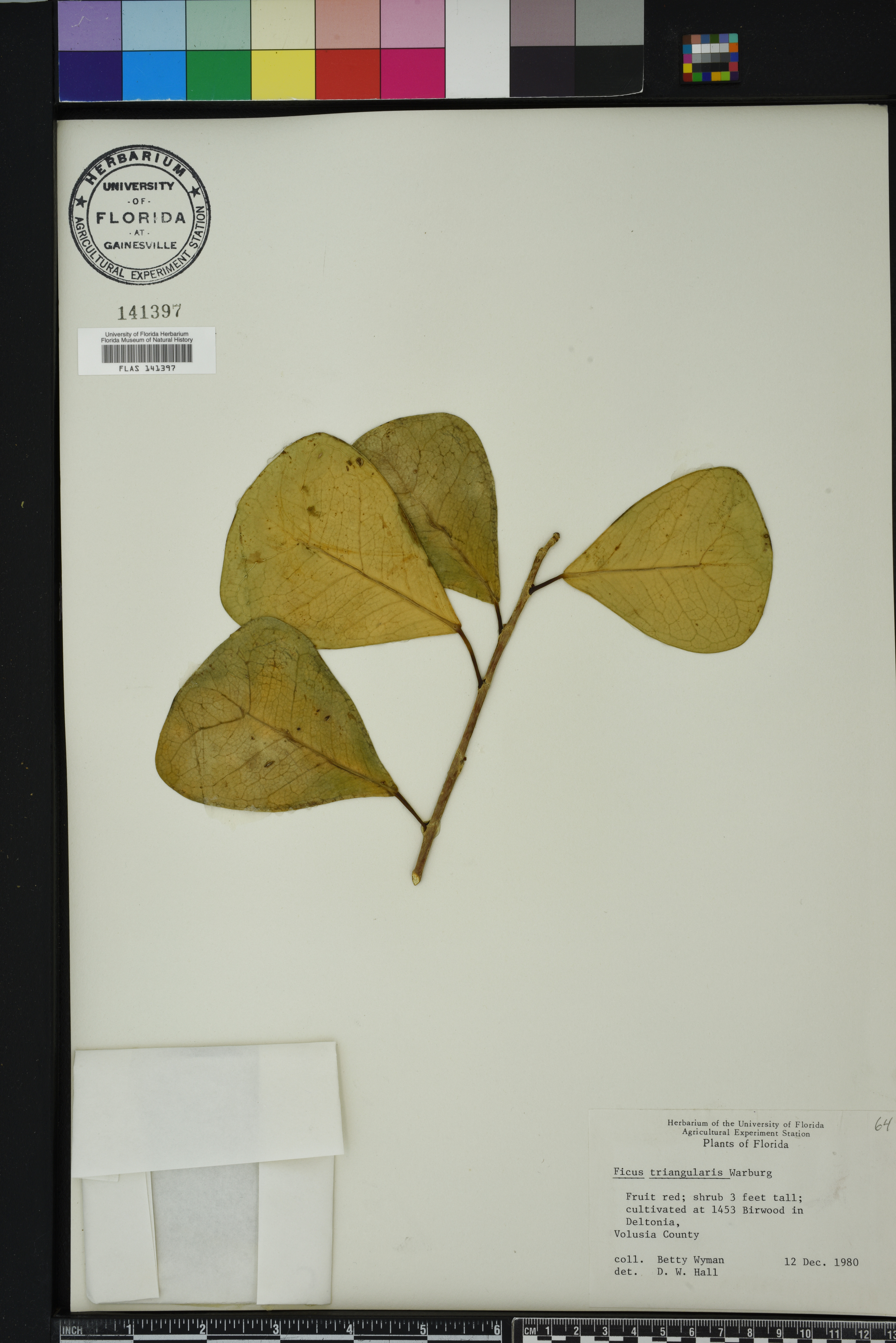 Ficus natalensis subsp. leprieurii image