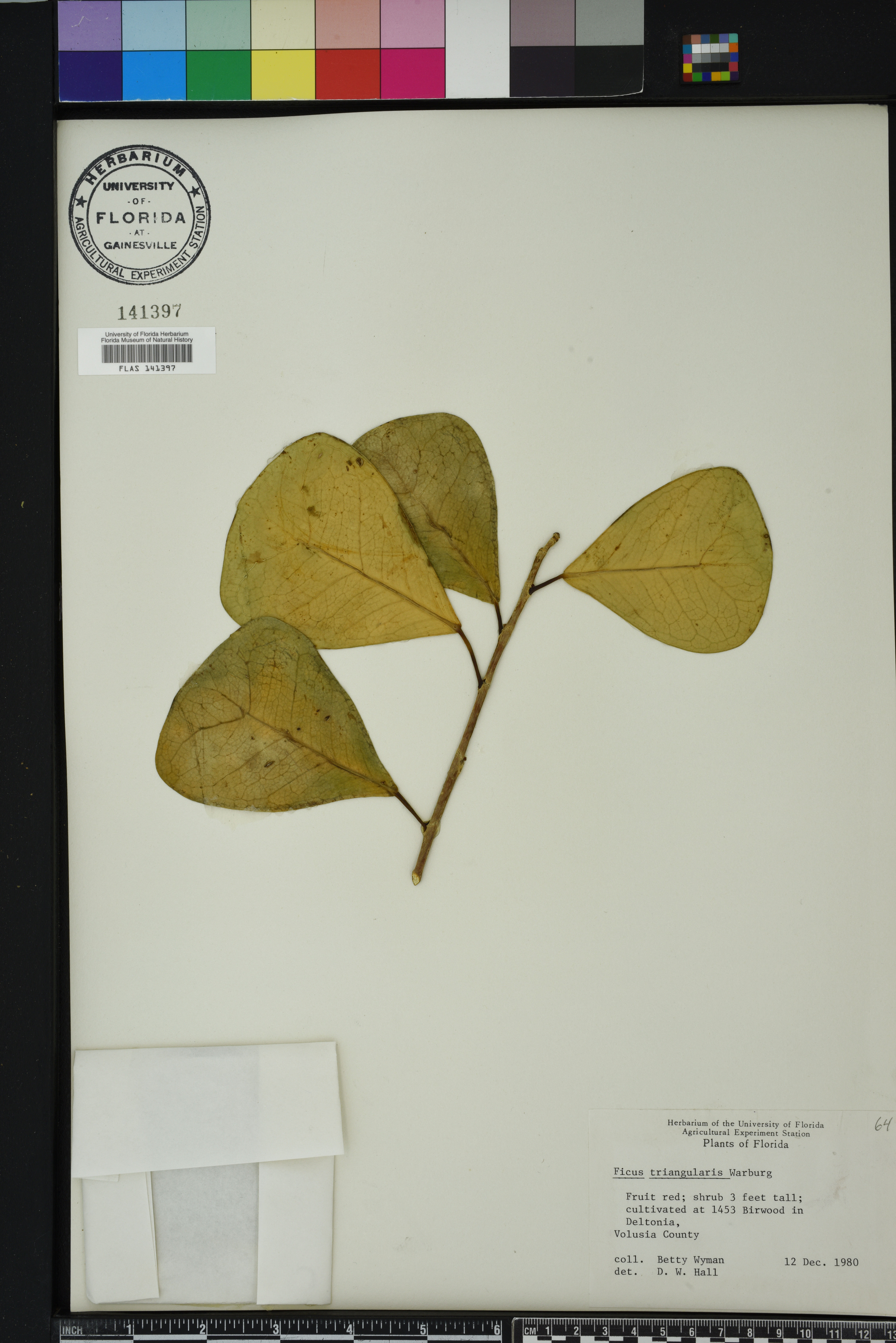 Ficus natalensis image