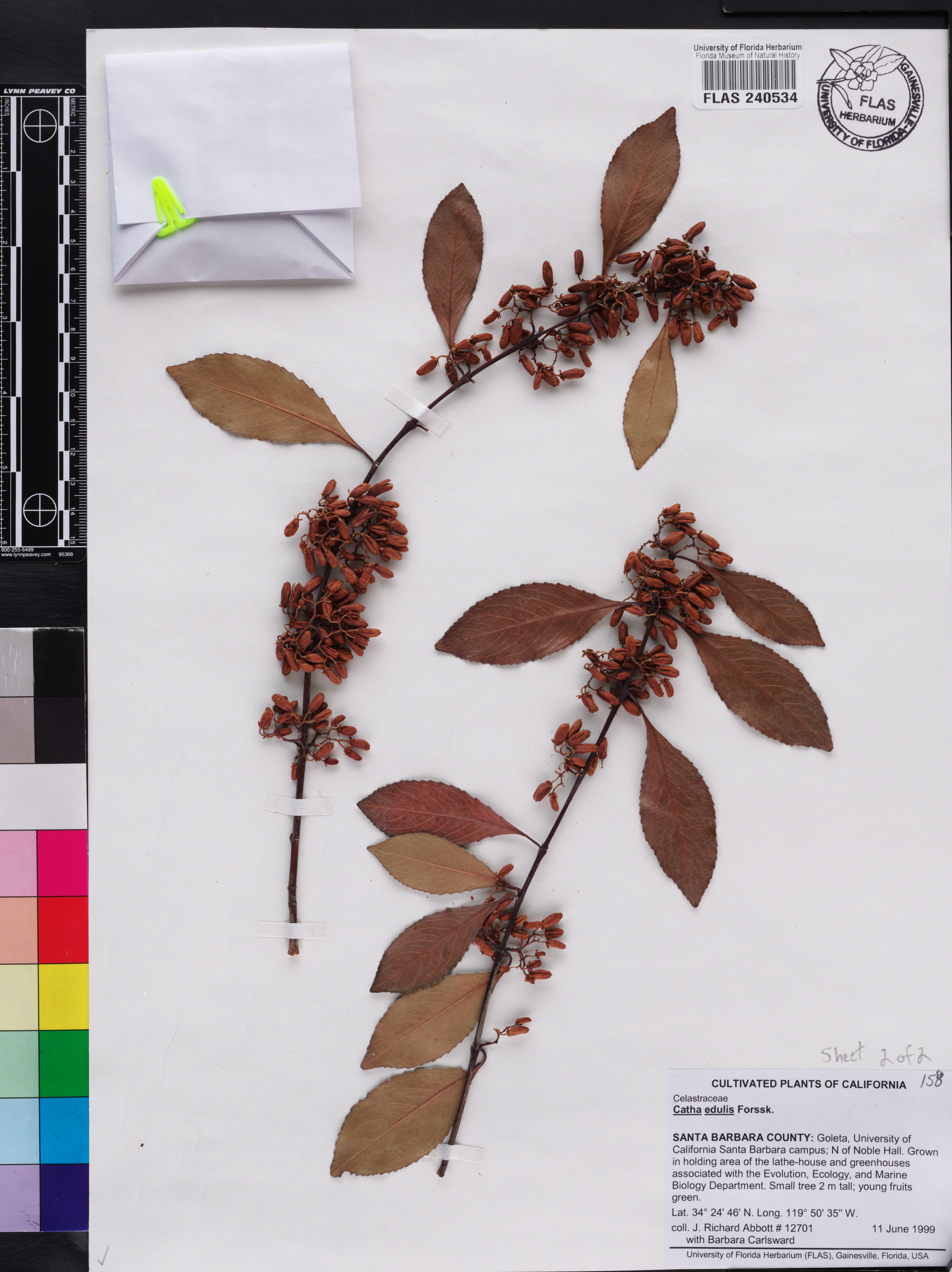 Catha edulis image