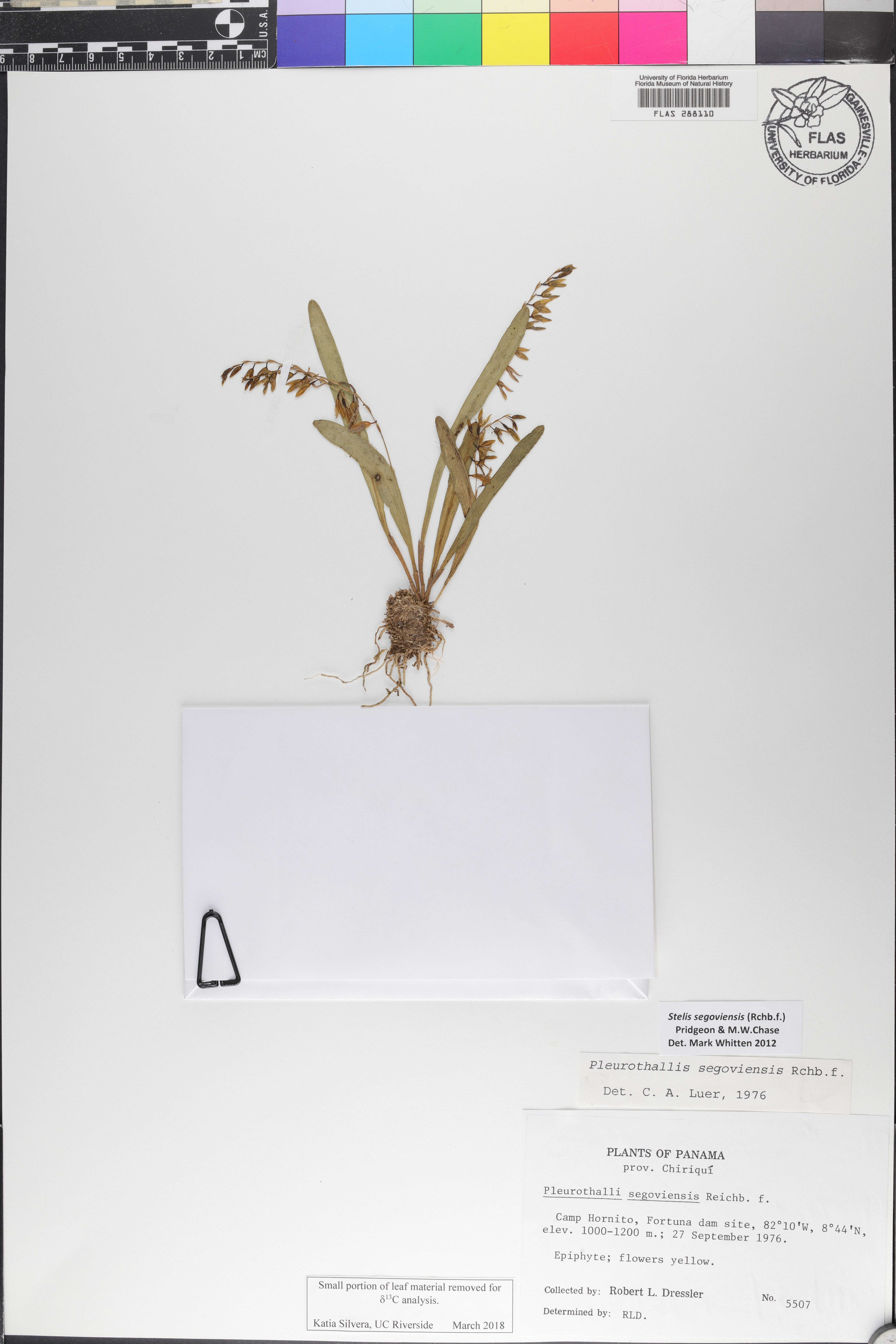 Stelis segoviensis thumbnail