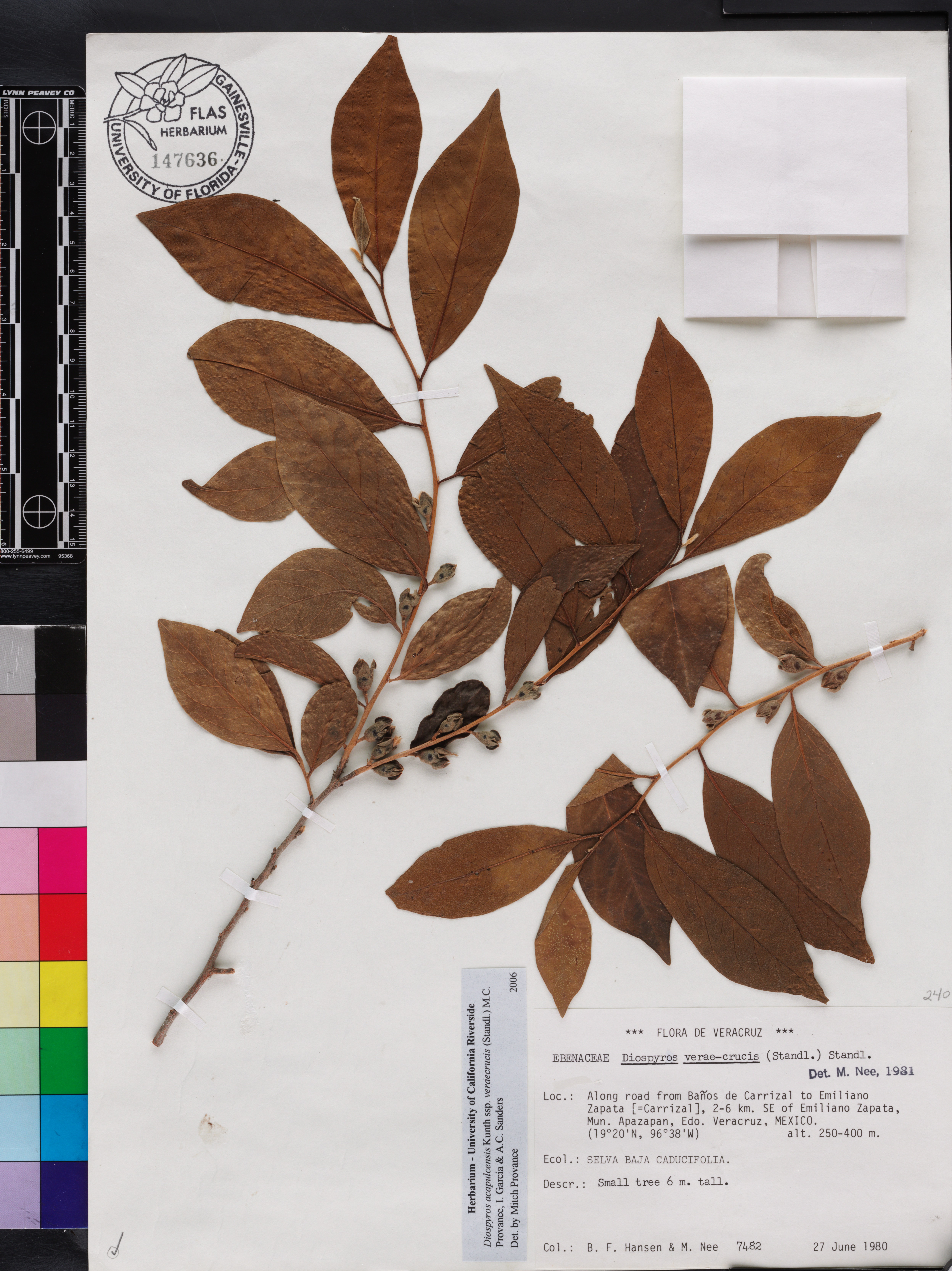 Diospyros acapulcensis subsp. verae-crucis image