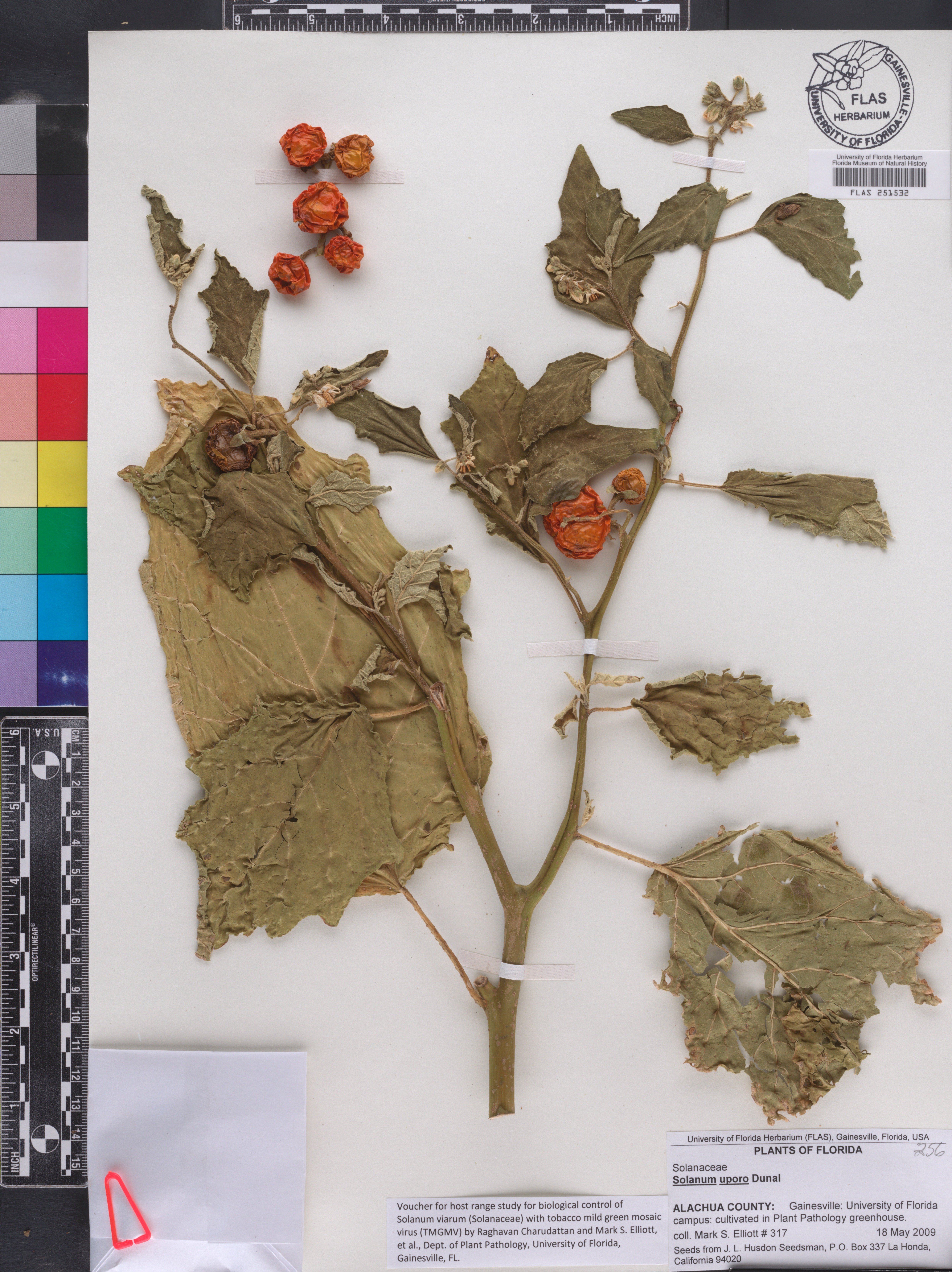 Solanum viride image