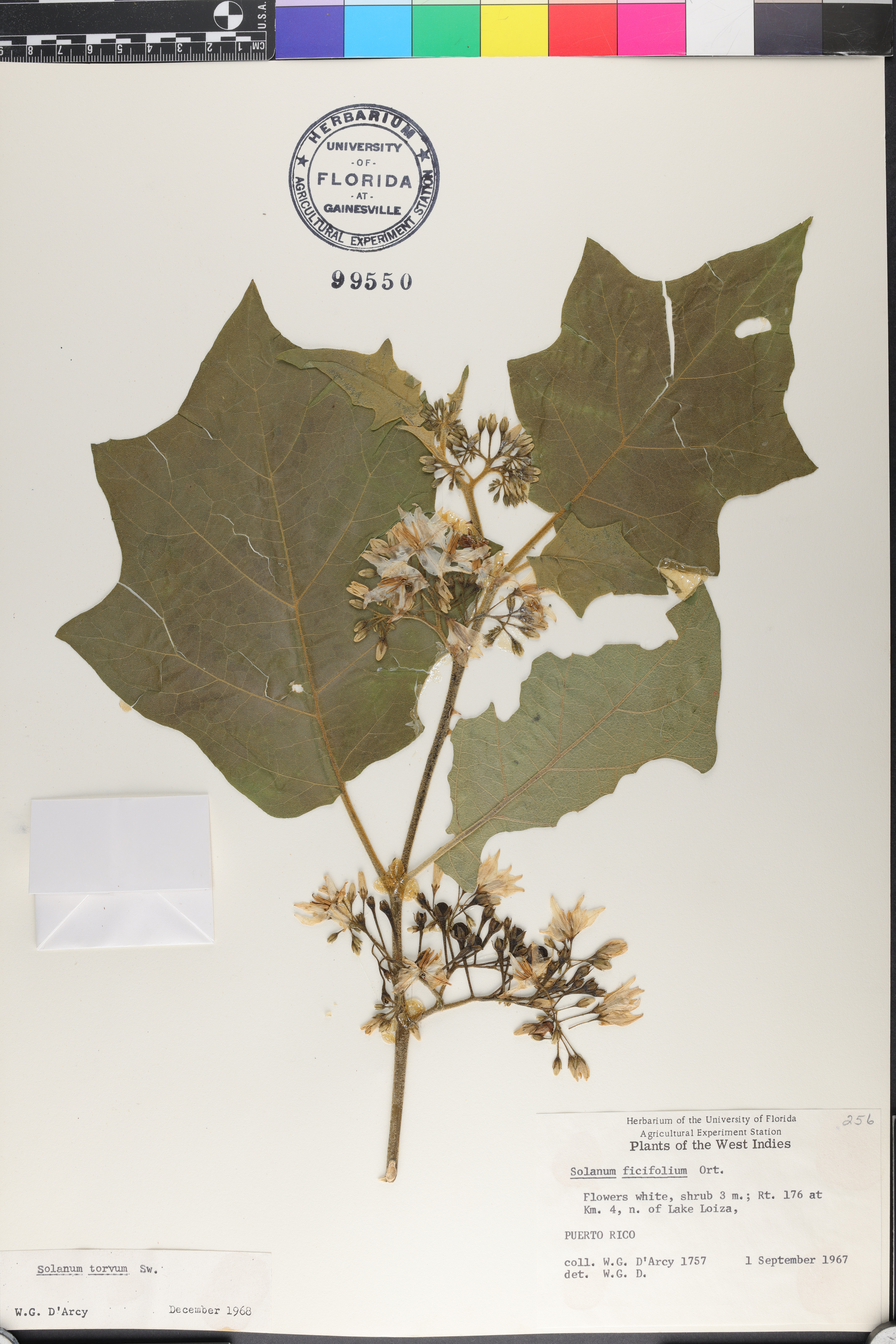 Solanum torvum image