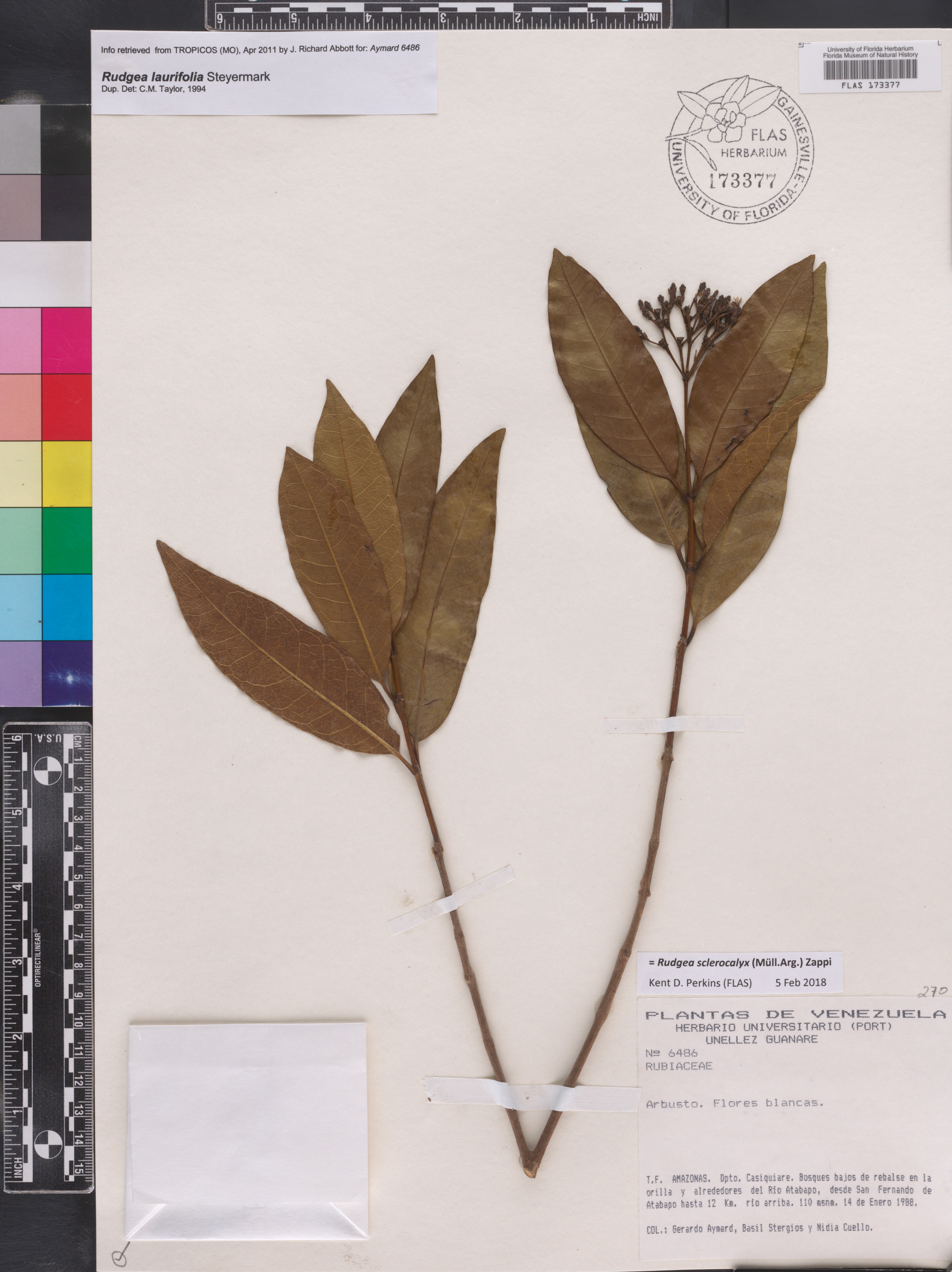 Rudgea sclerocalyx image