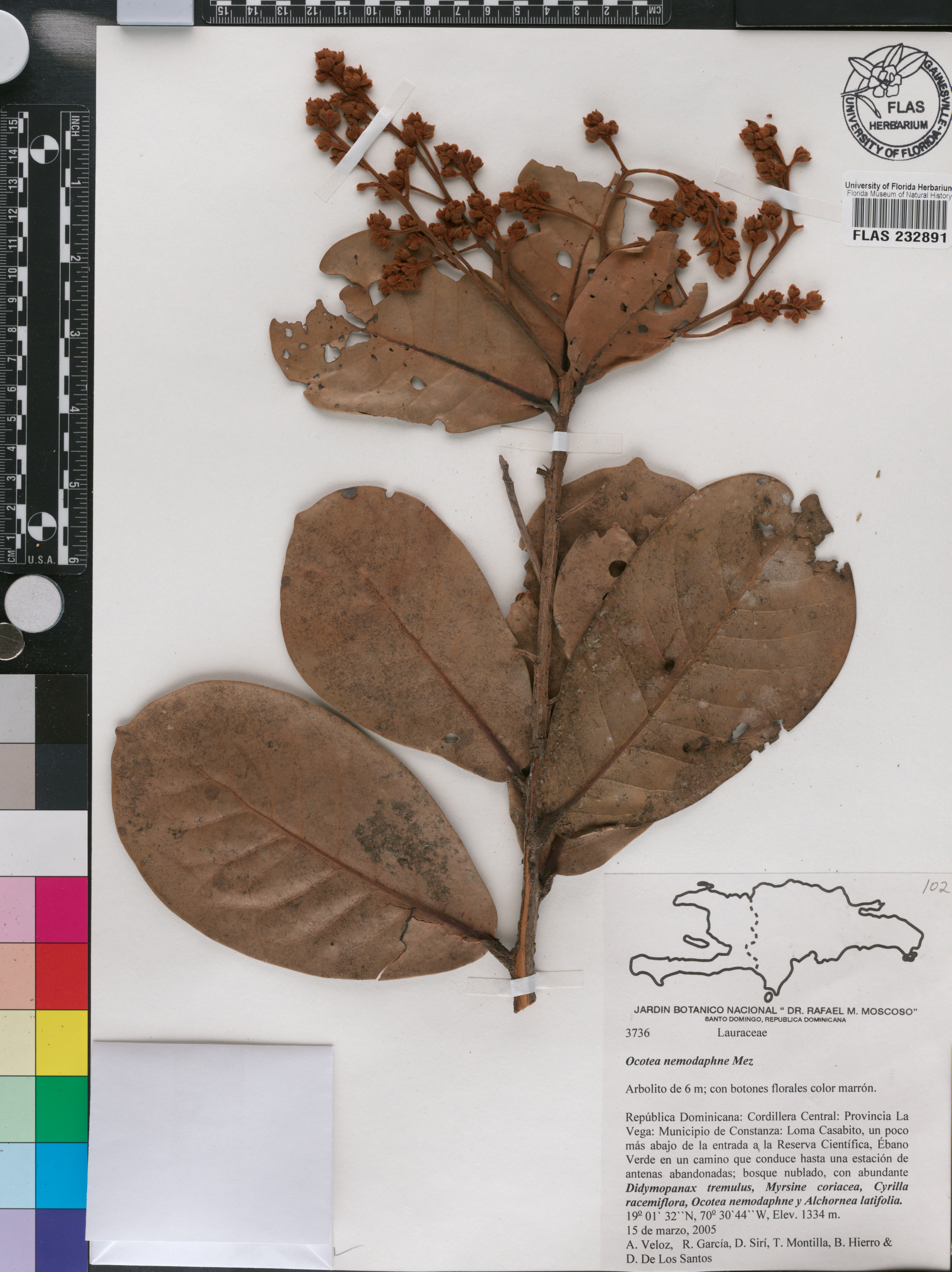 Ocotea cuneata image