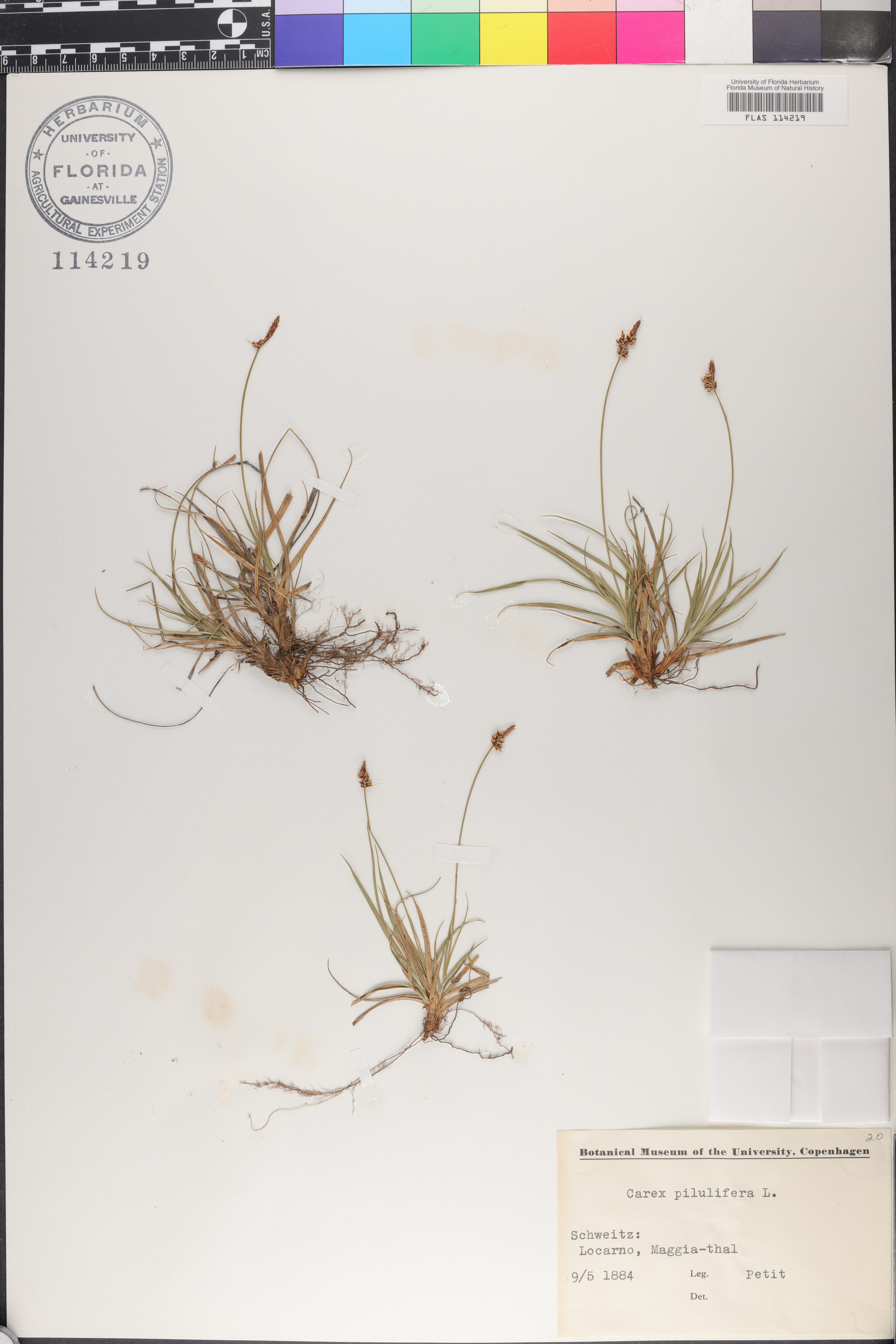 Carex pilulifera image