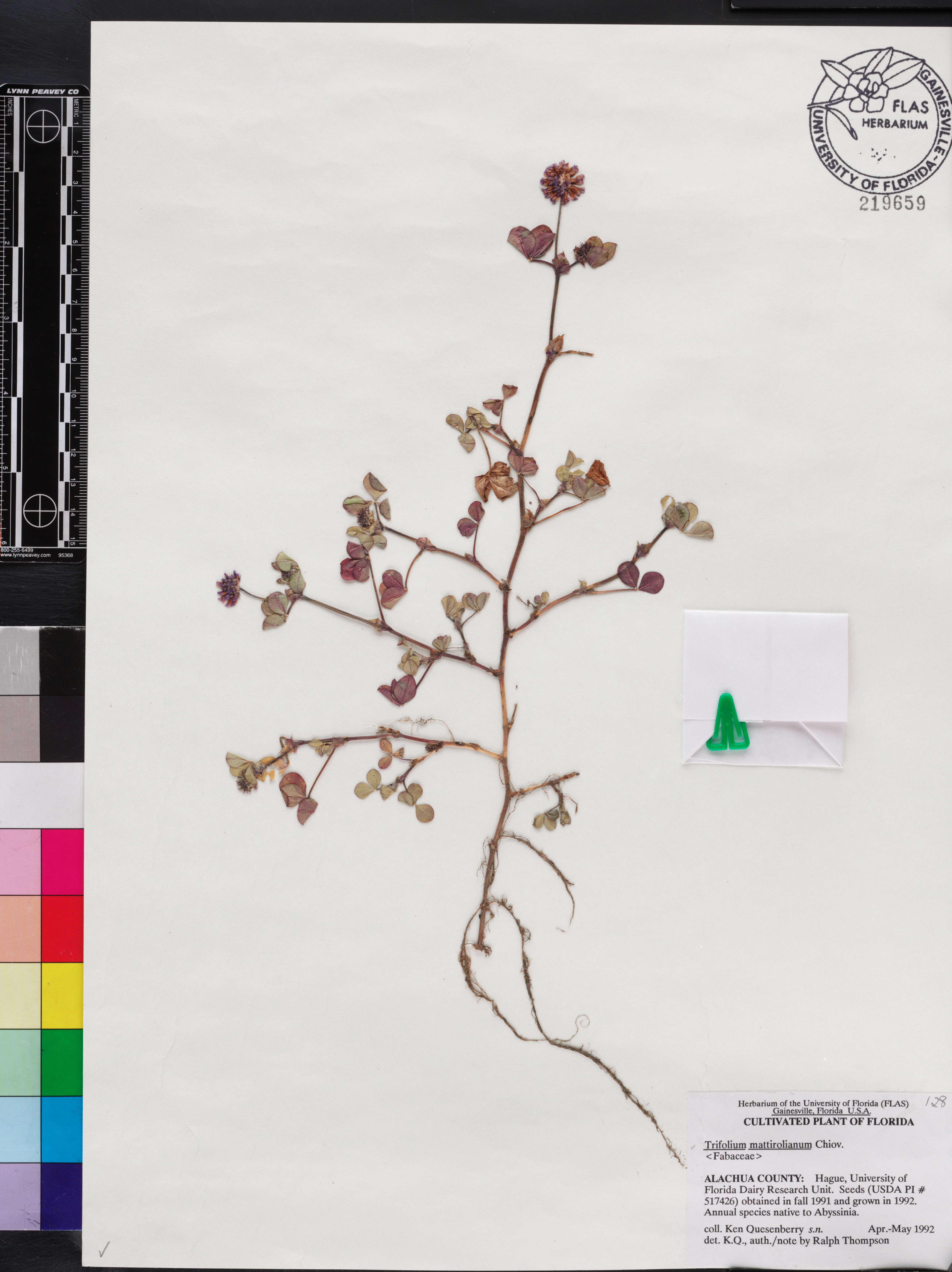 Trifolium mattirolianum image