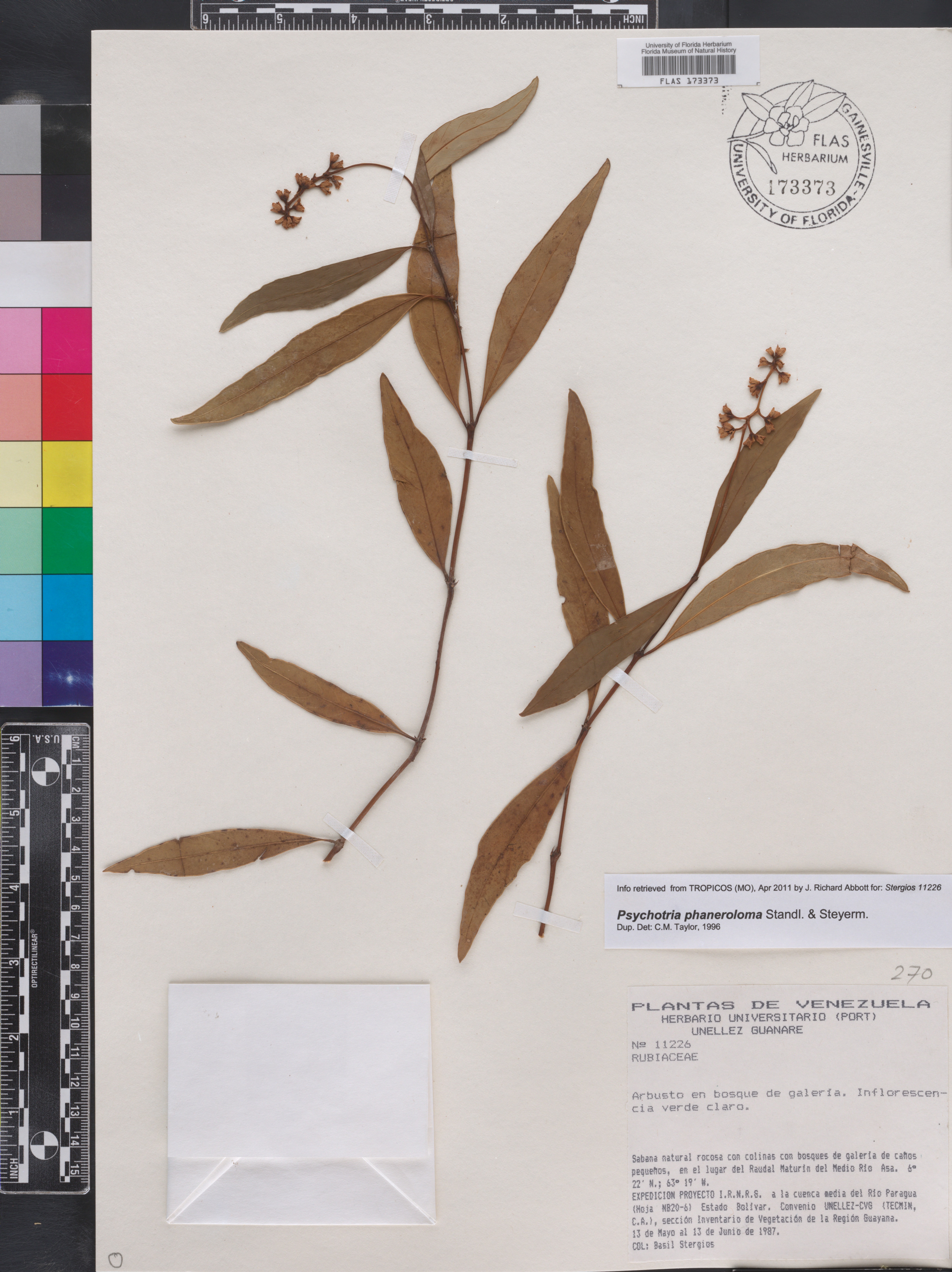 Psychotria phaneroloma image