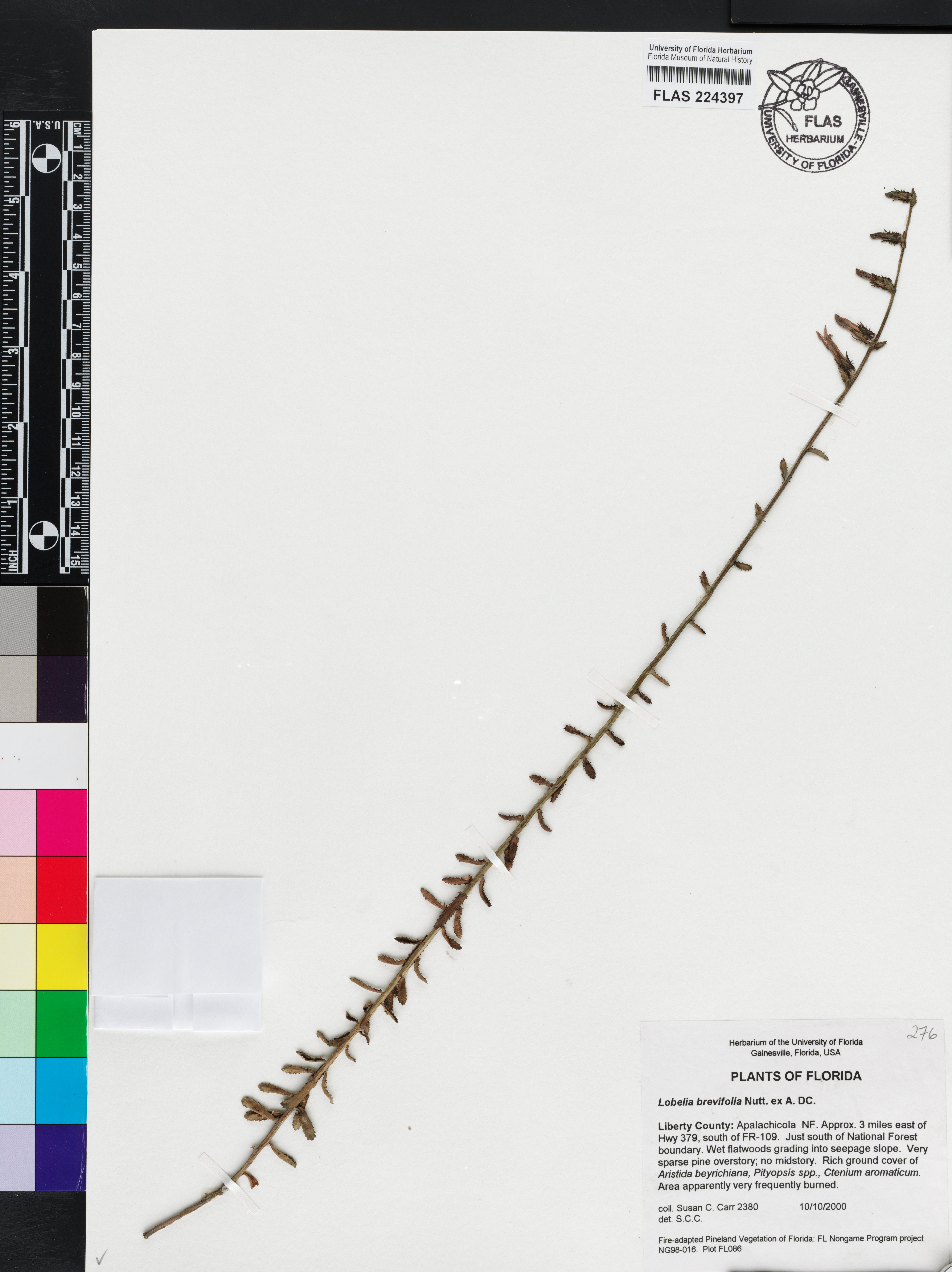 Lobelia brevifolia image