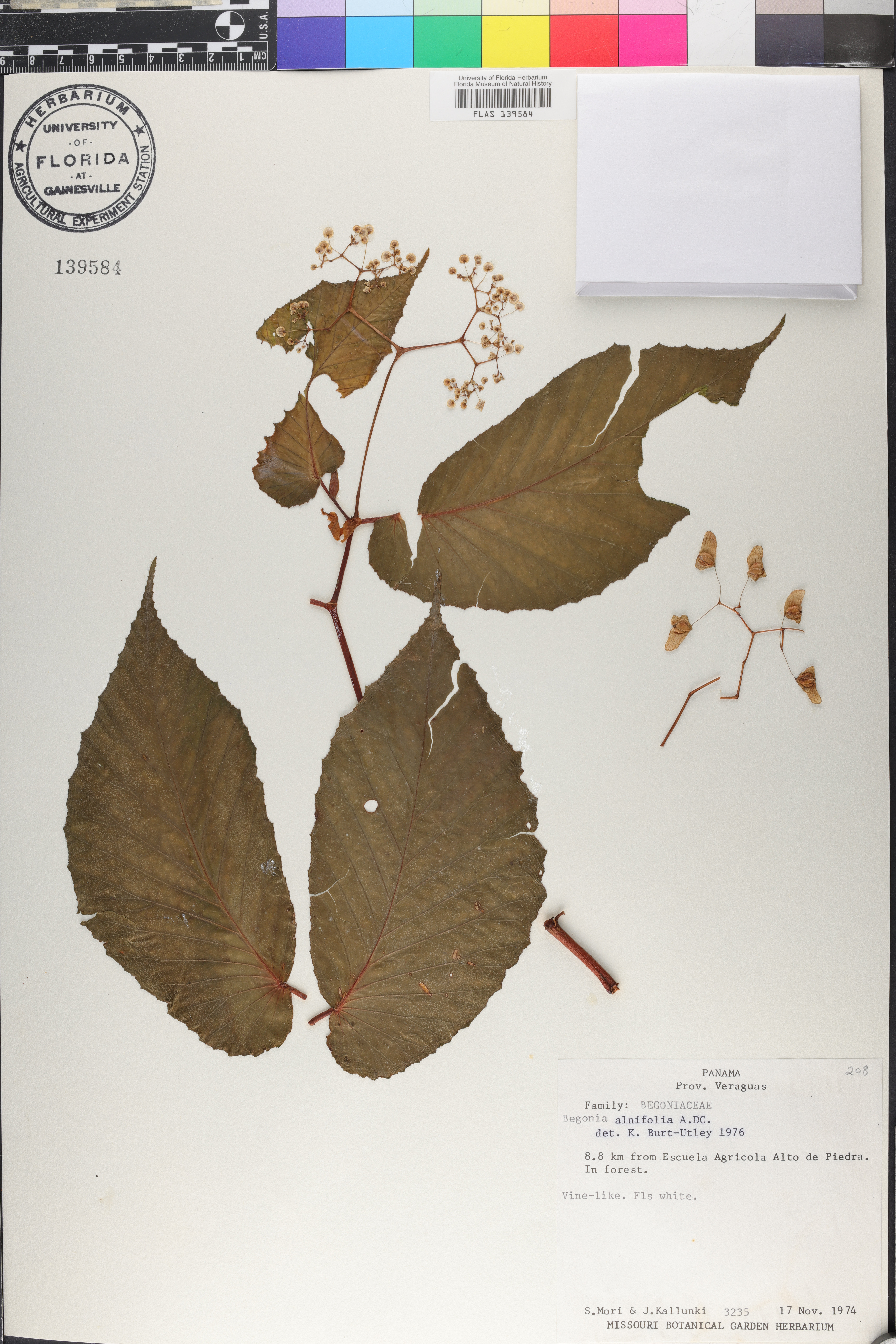 Begonia alnifolia image