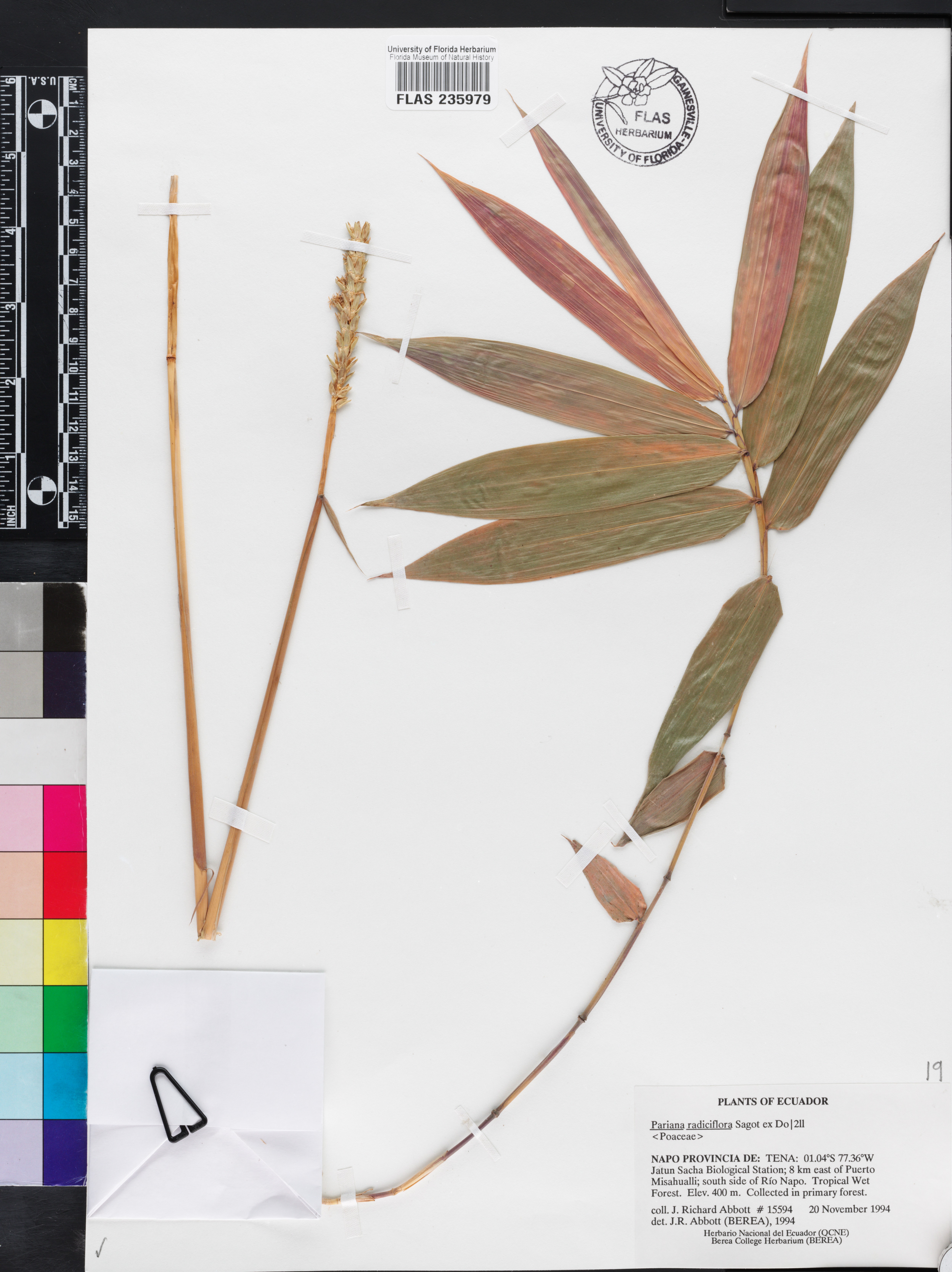 Pariana radiciflora image