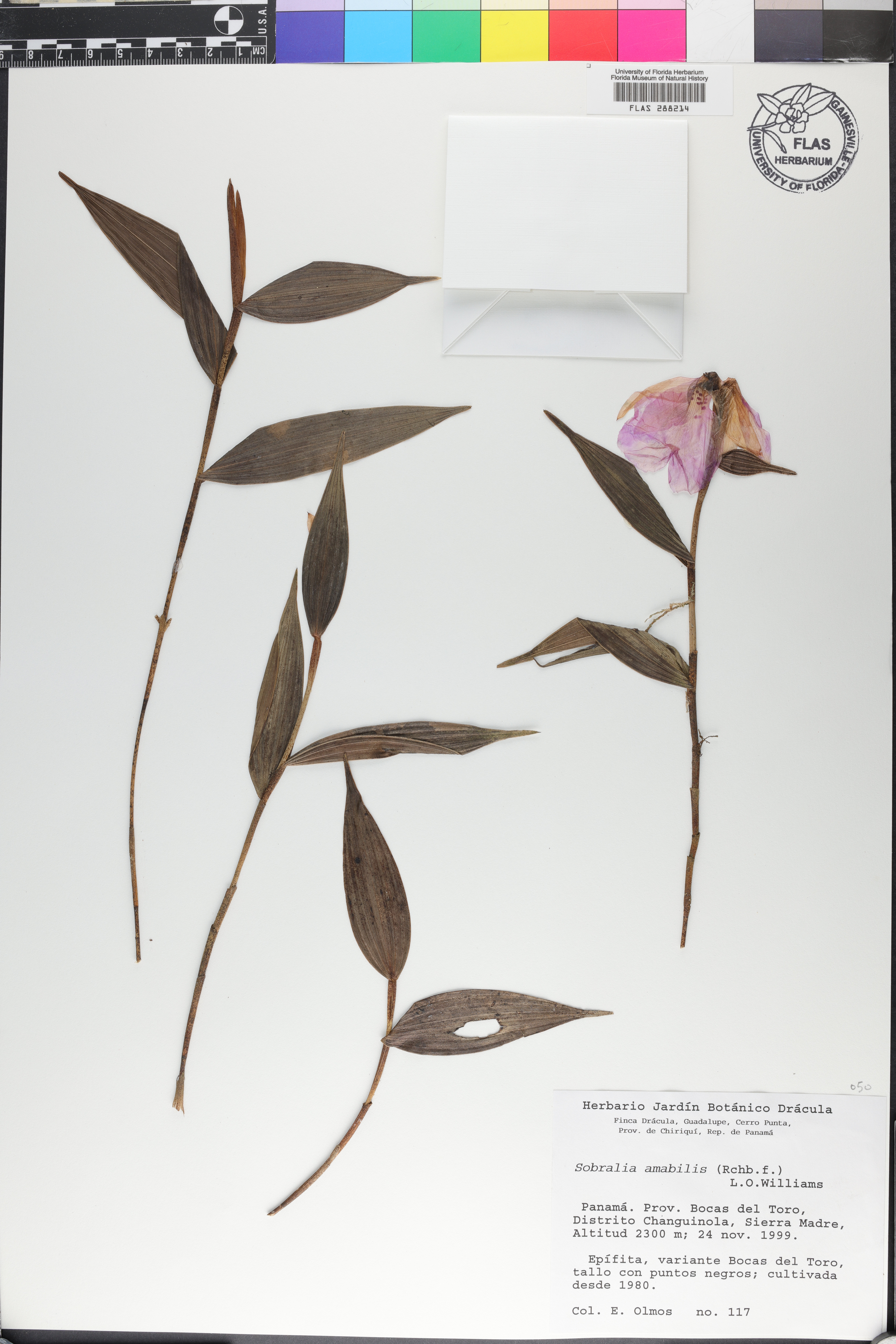 Sobralia amabilis image