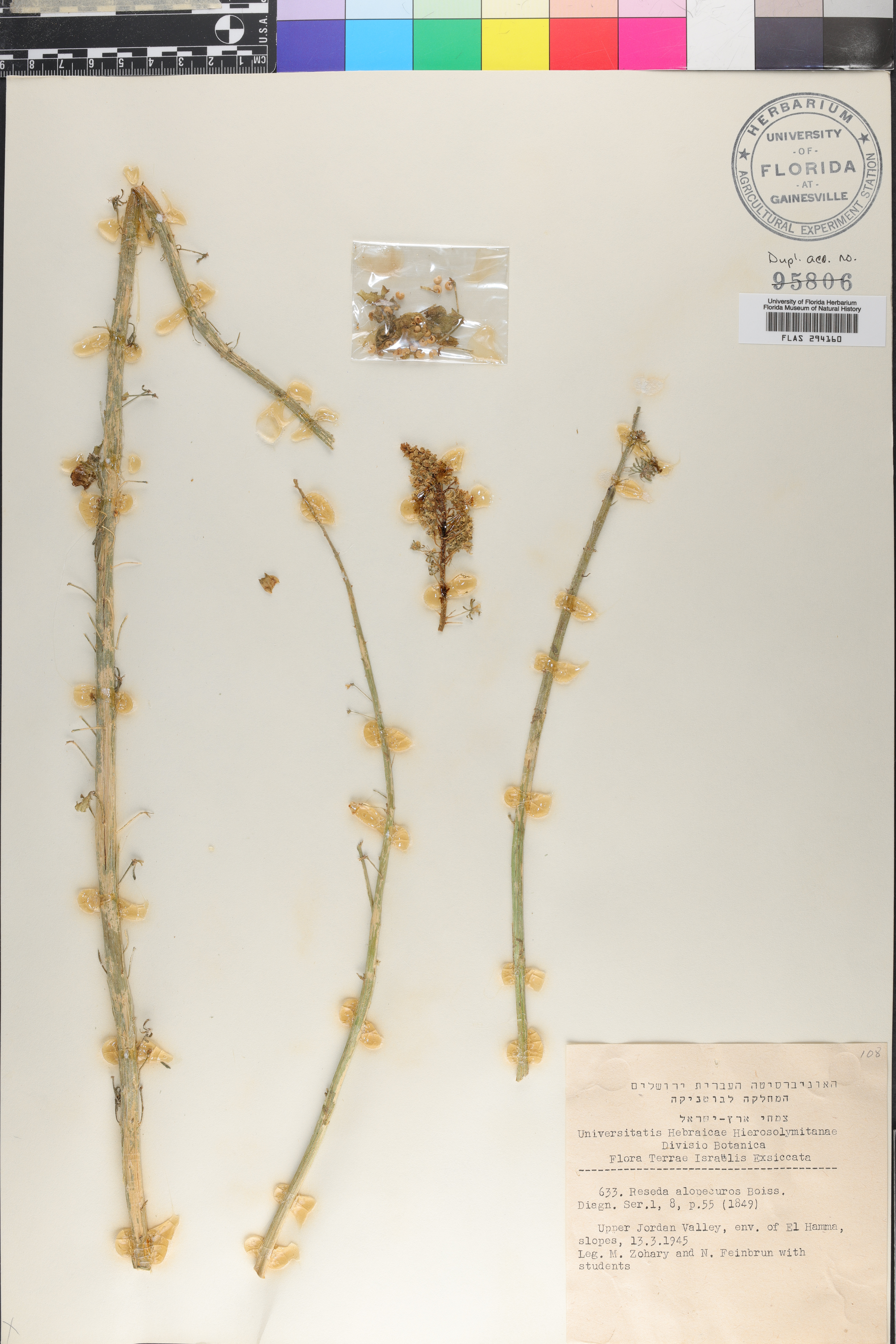 Reseda alopecuros image