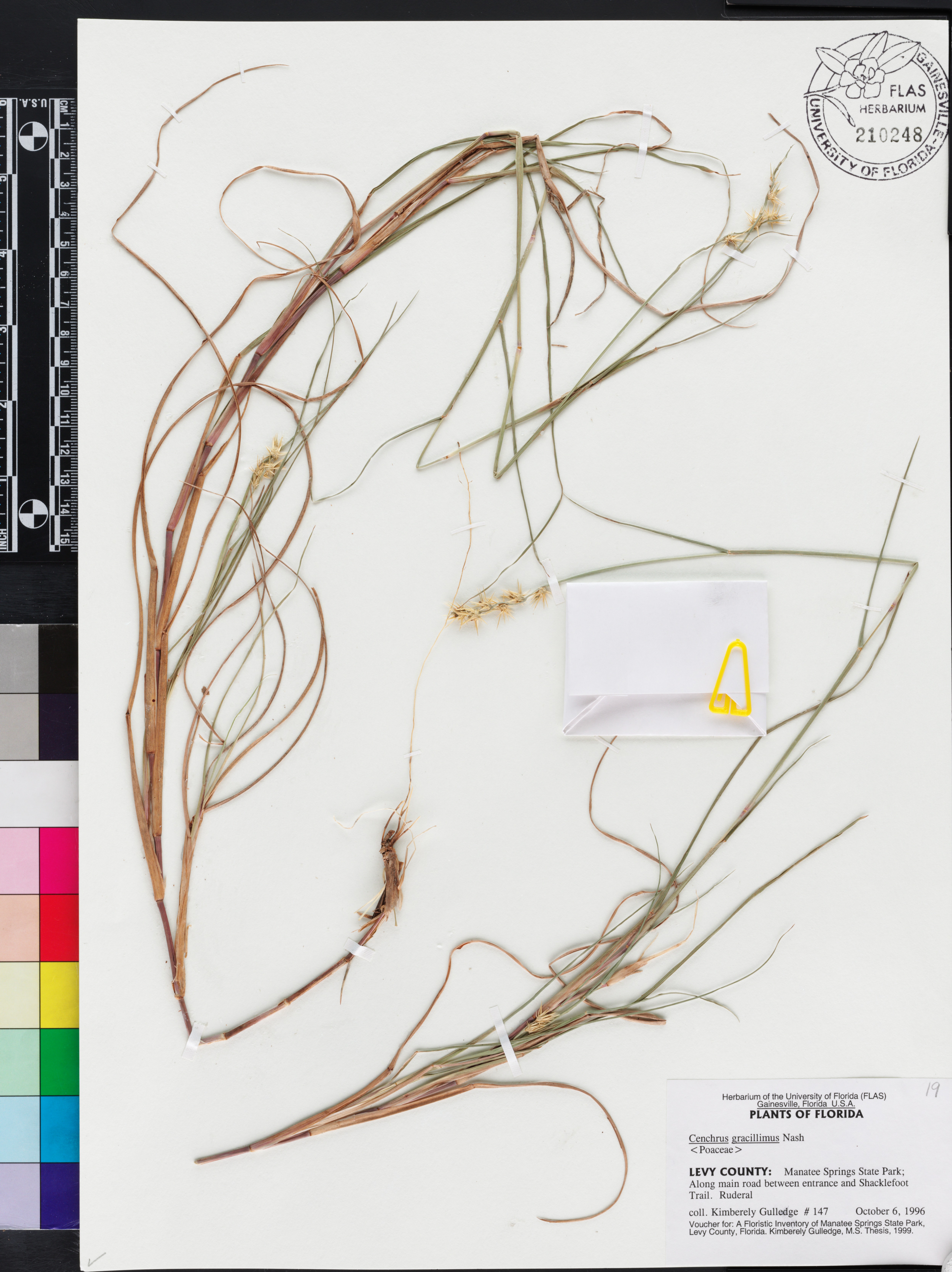Cenchrus gracillimus image