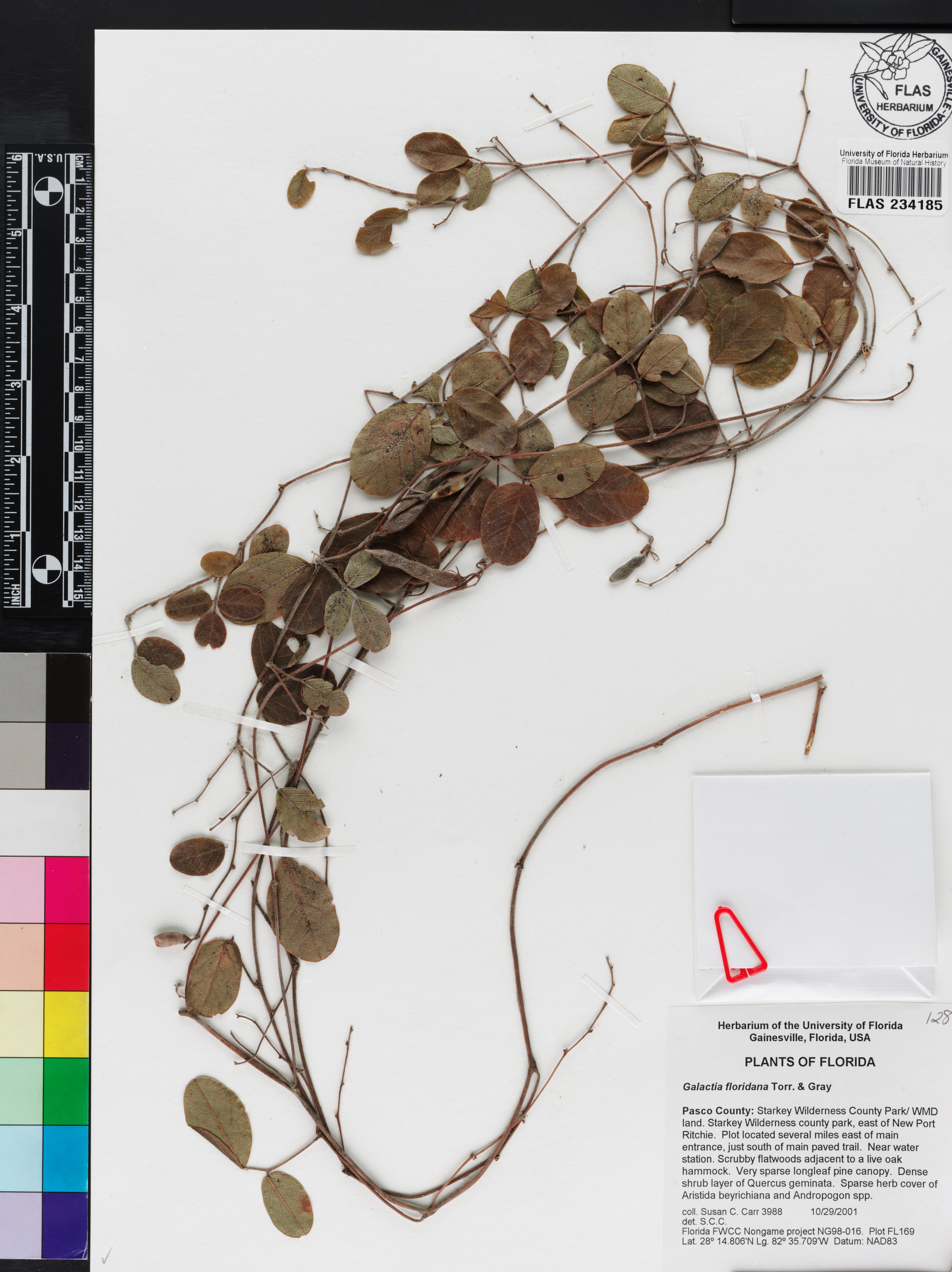 Galactia floridana image