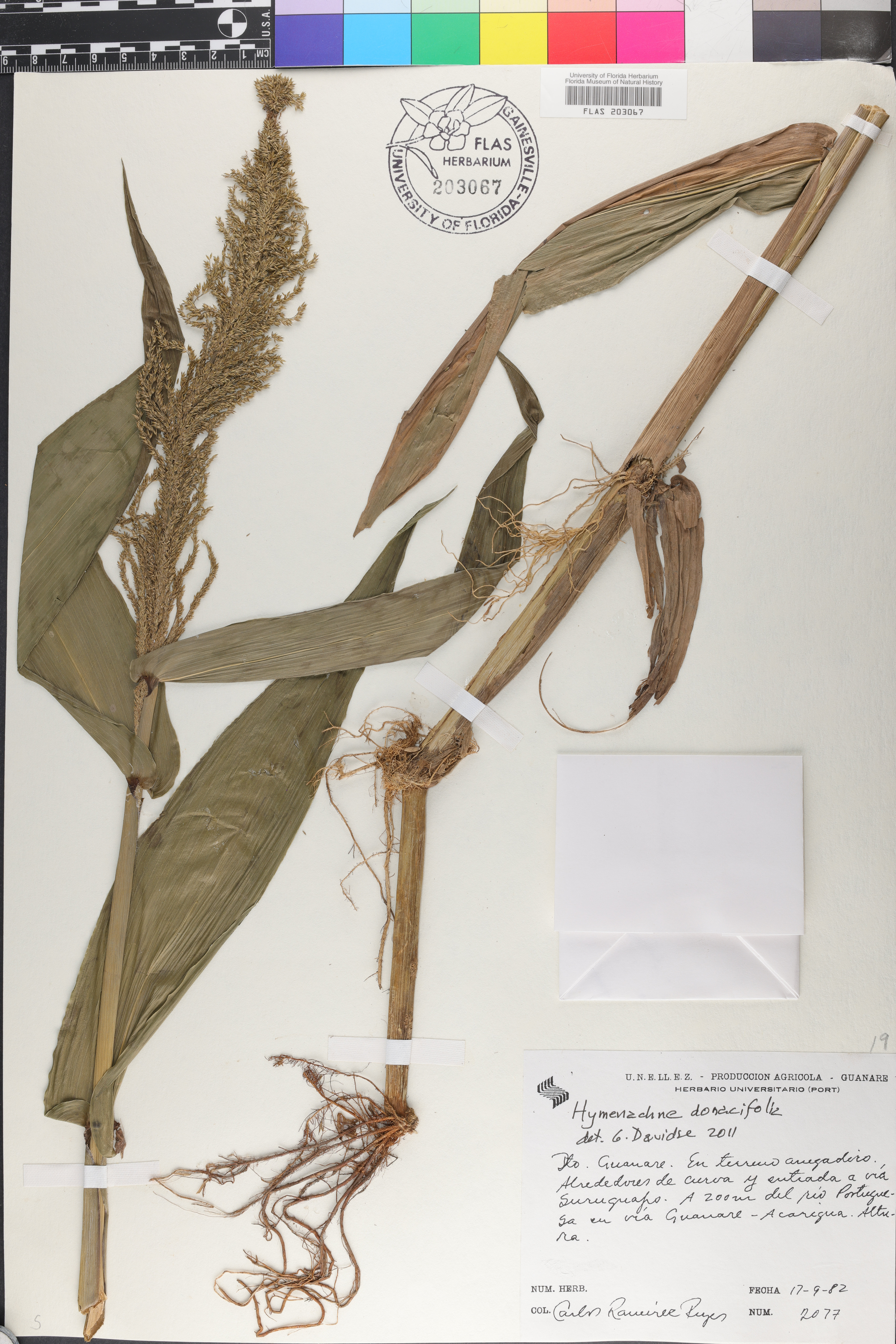 Hymenachne donacifolia image