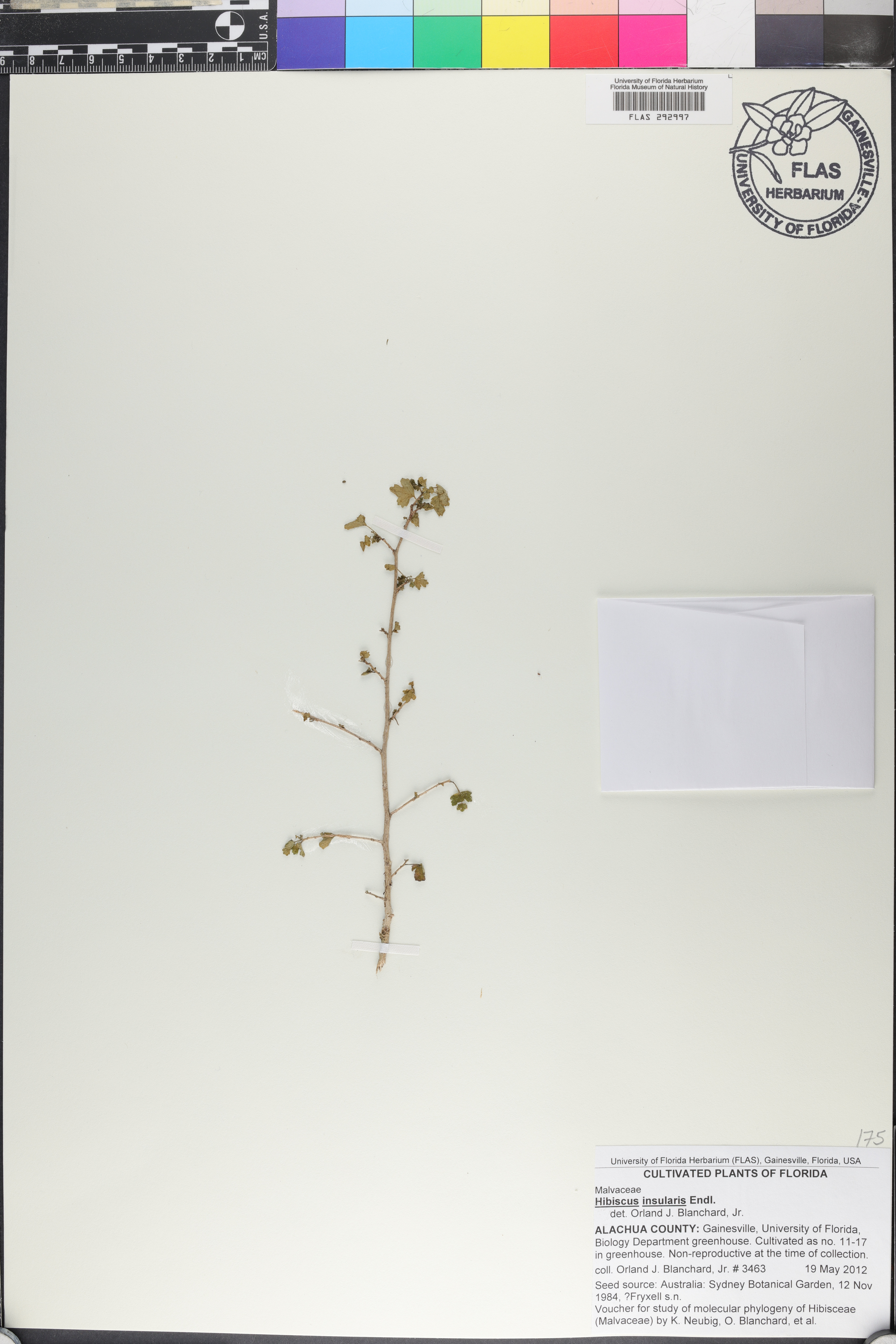 Hibiscus insularis thumbnail