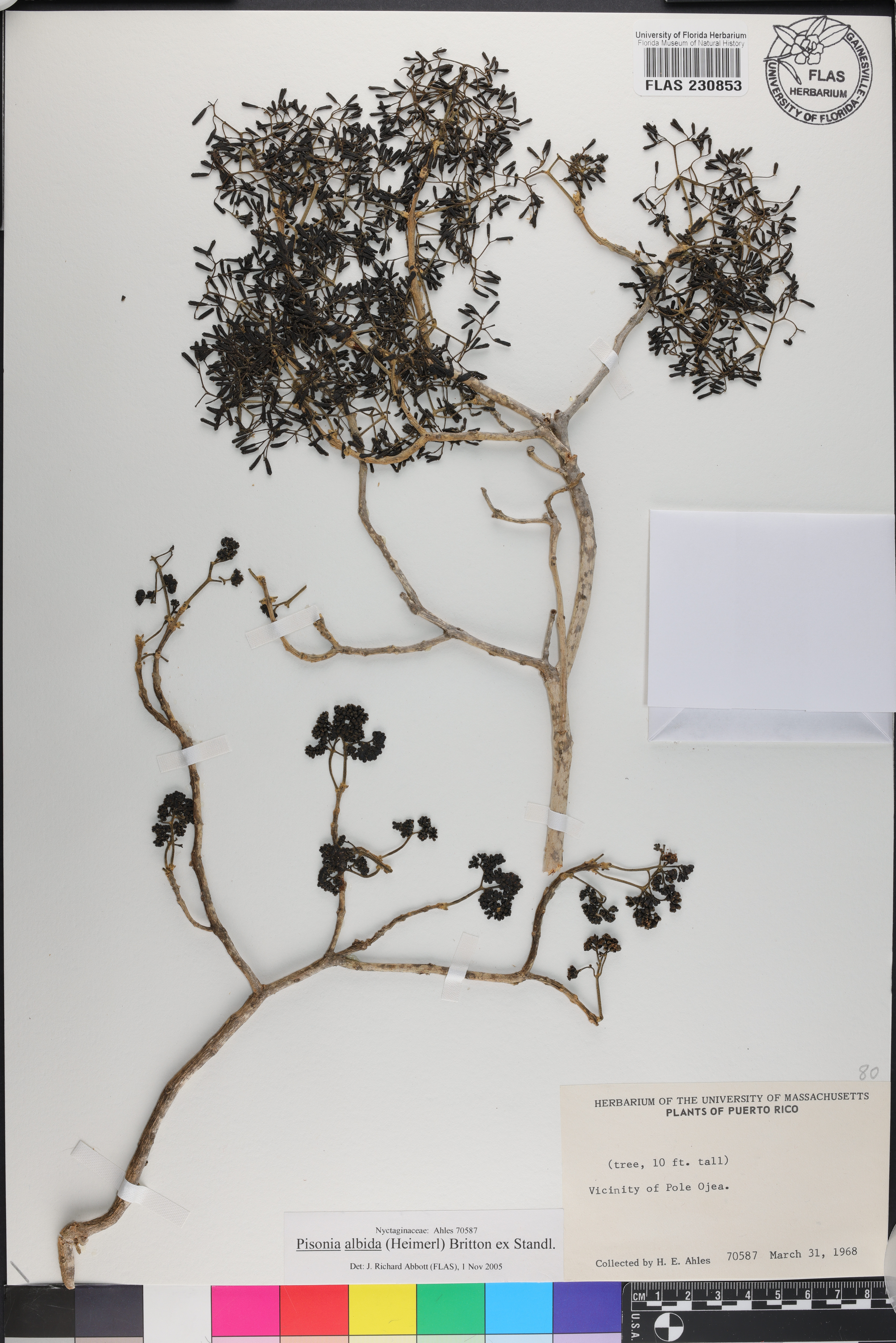 Pisonia albida image