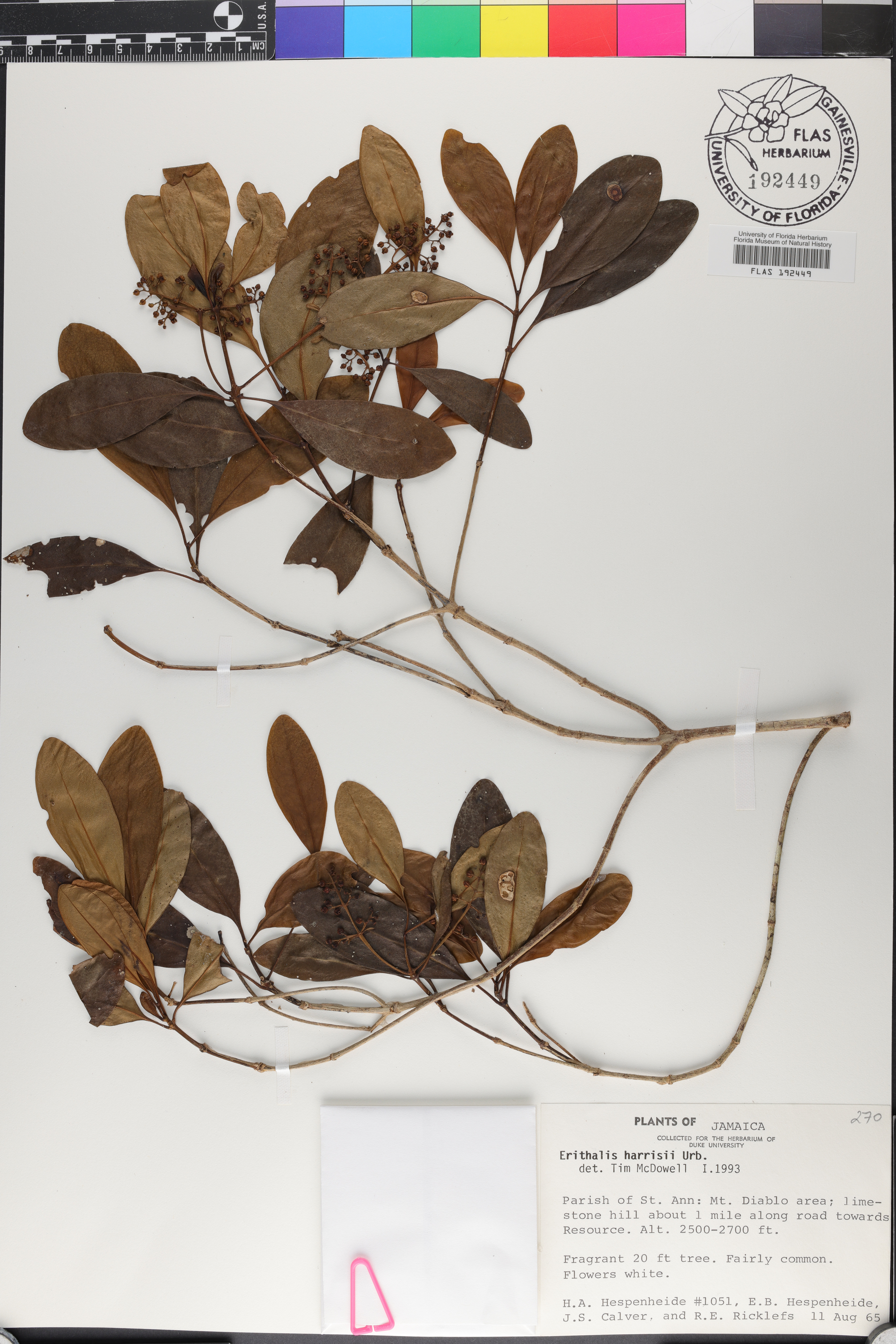 Erithalis harrisii image