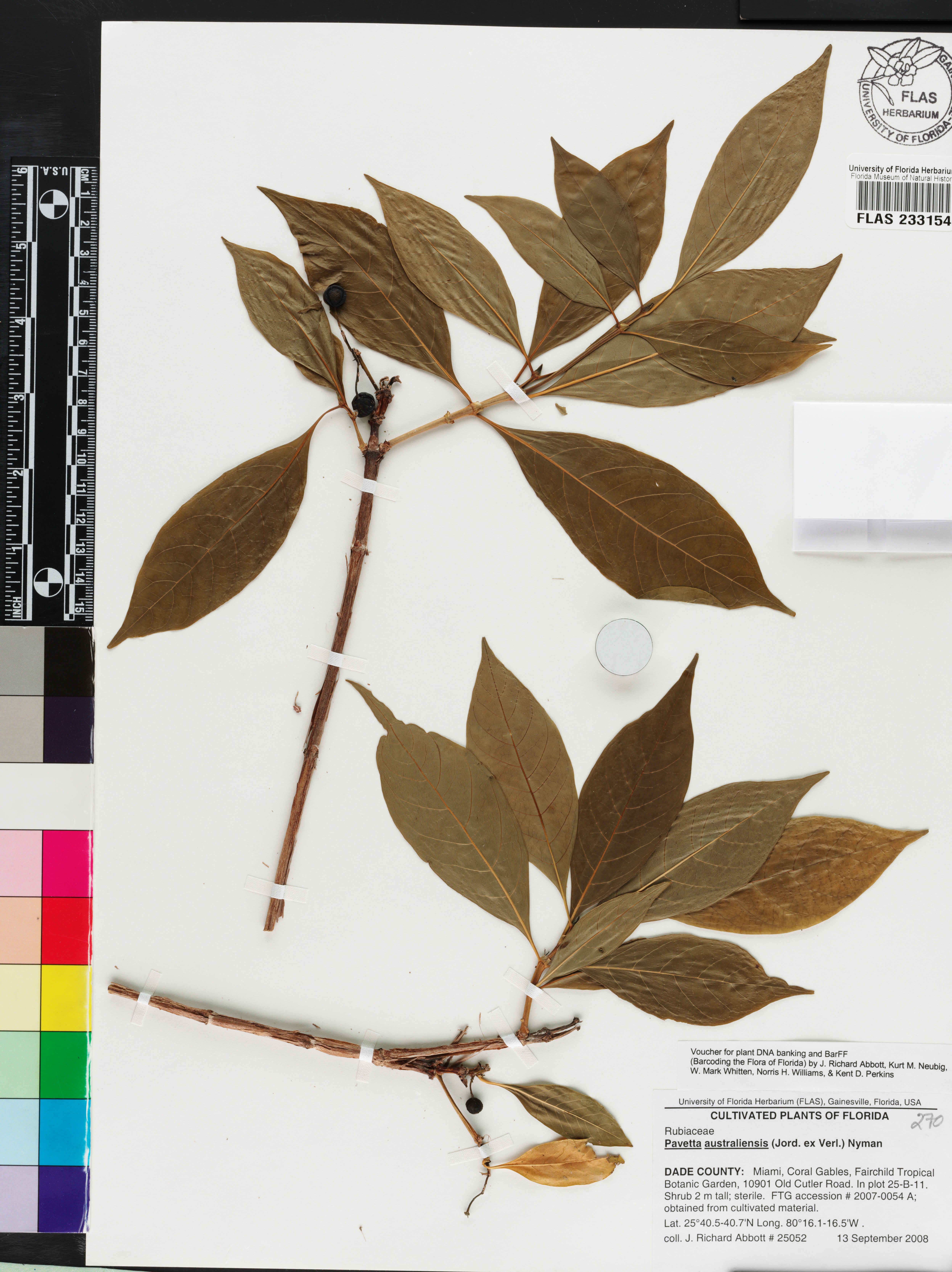 Pavetta australiensis image