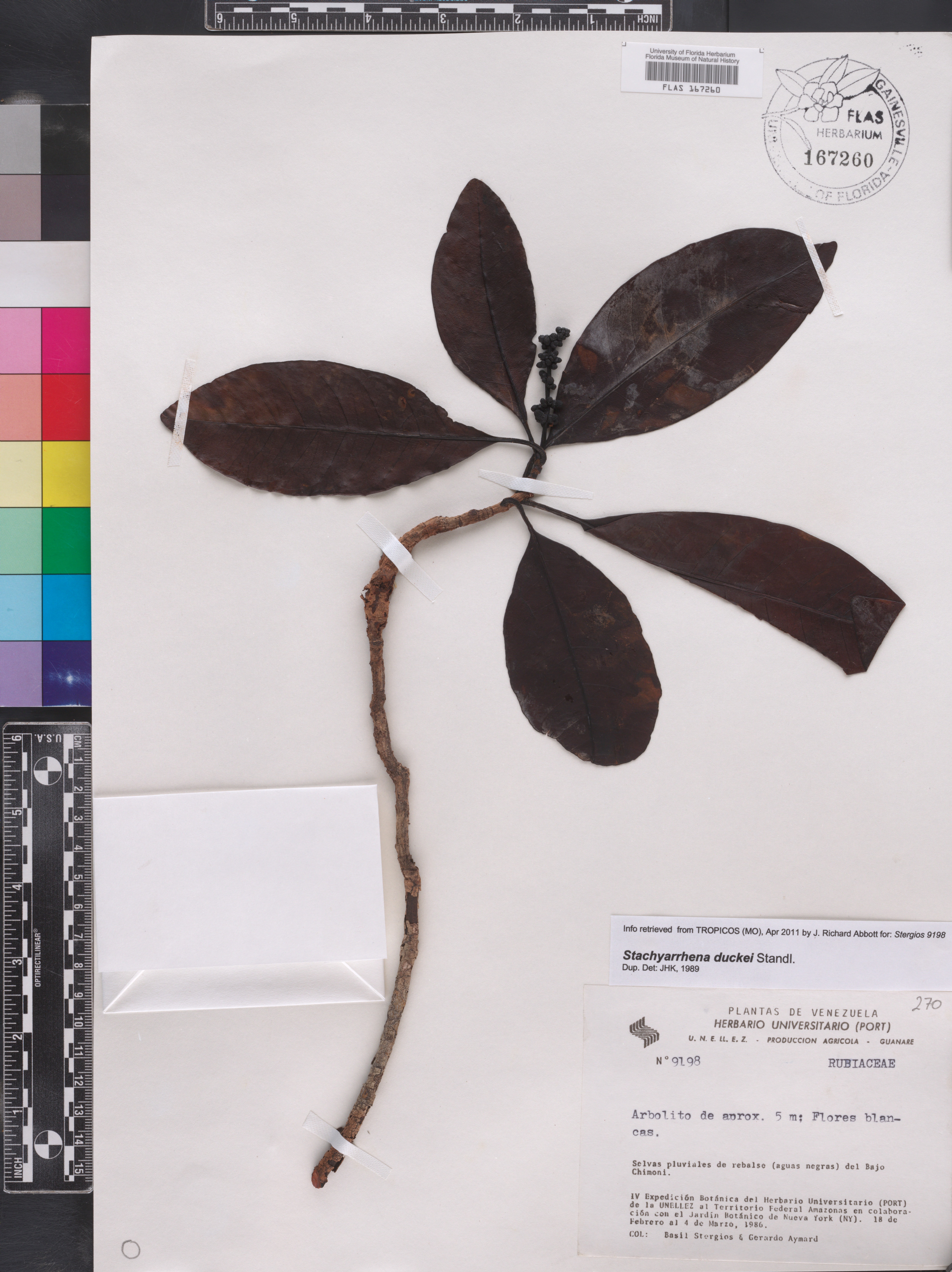 Stachyarrhena duckei image