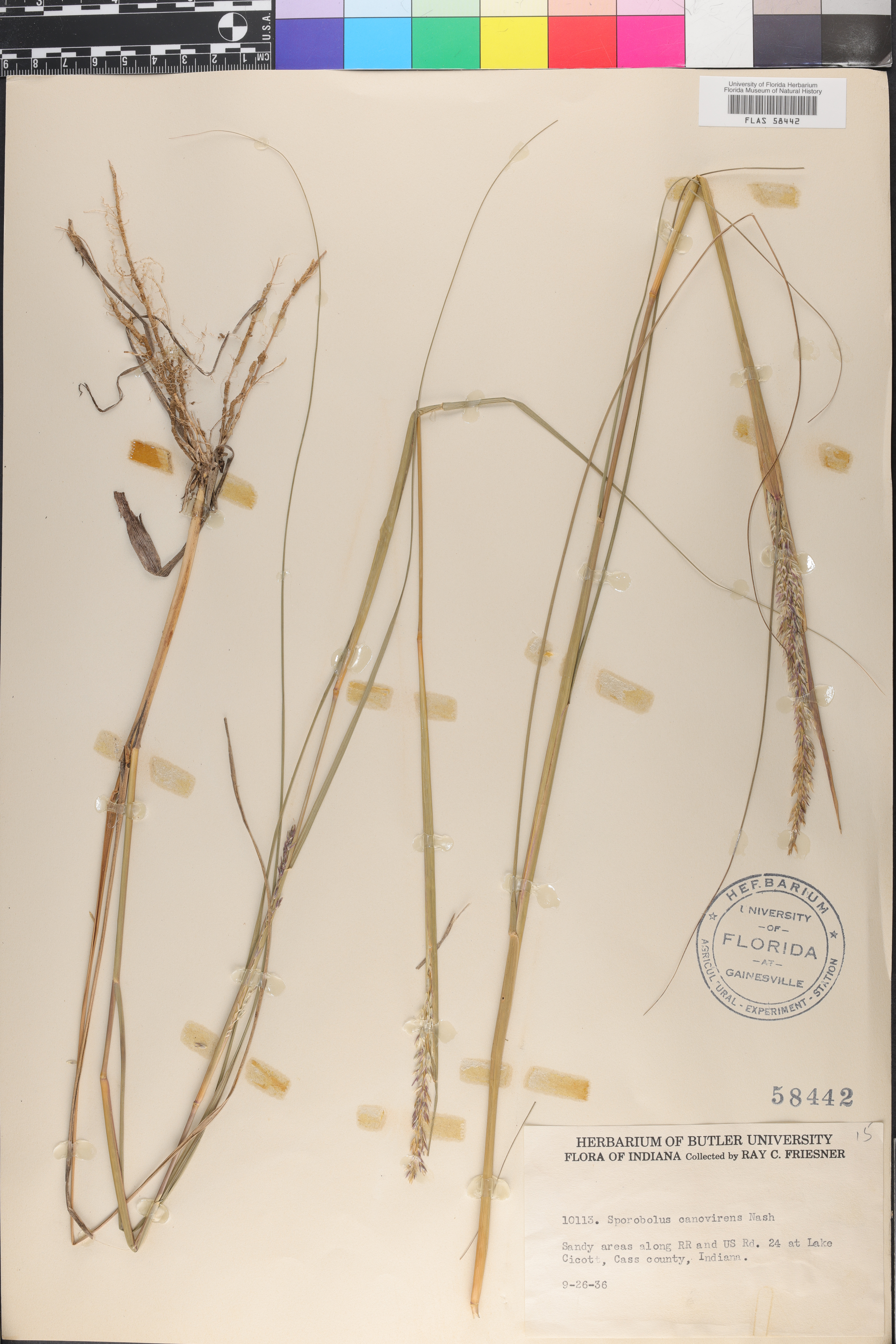 Sporobolus canovirens image