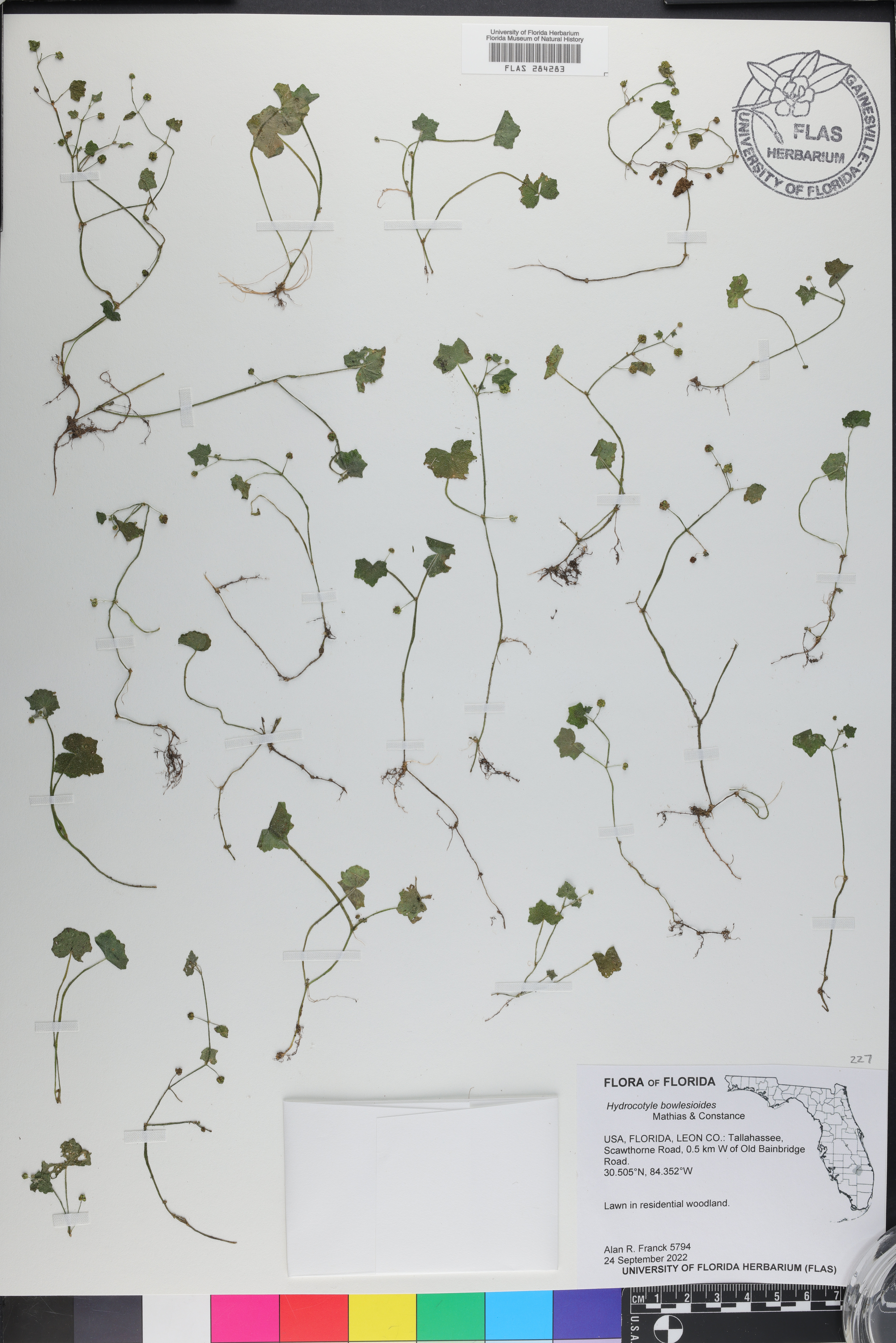 Hydrocotyle bowlesioides image