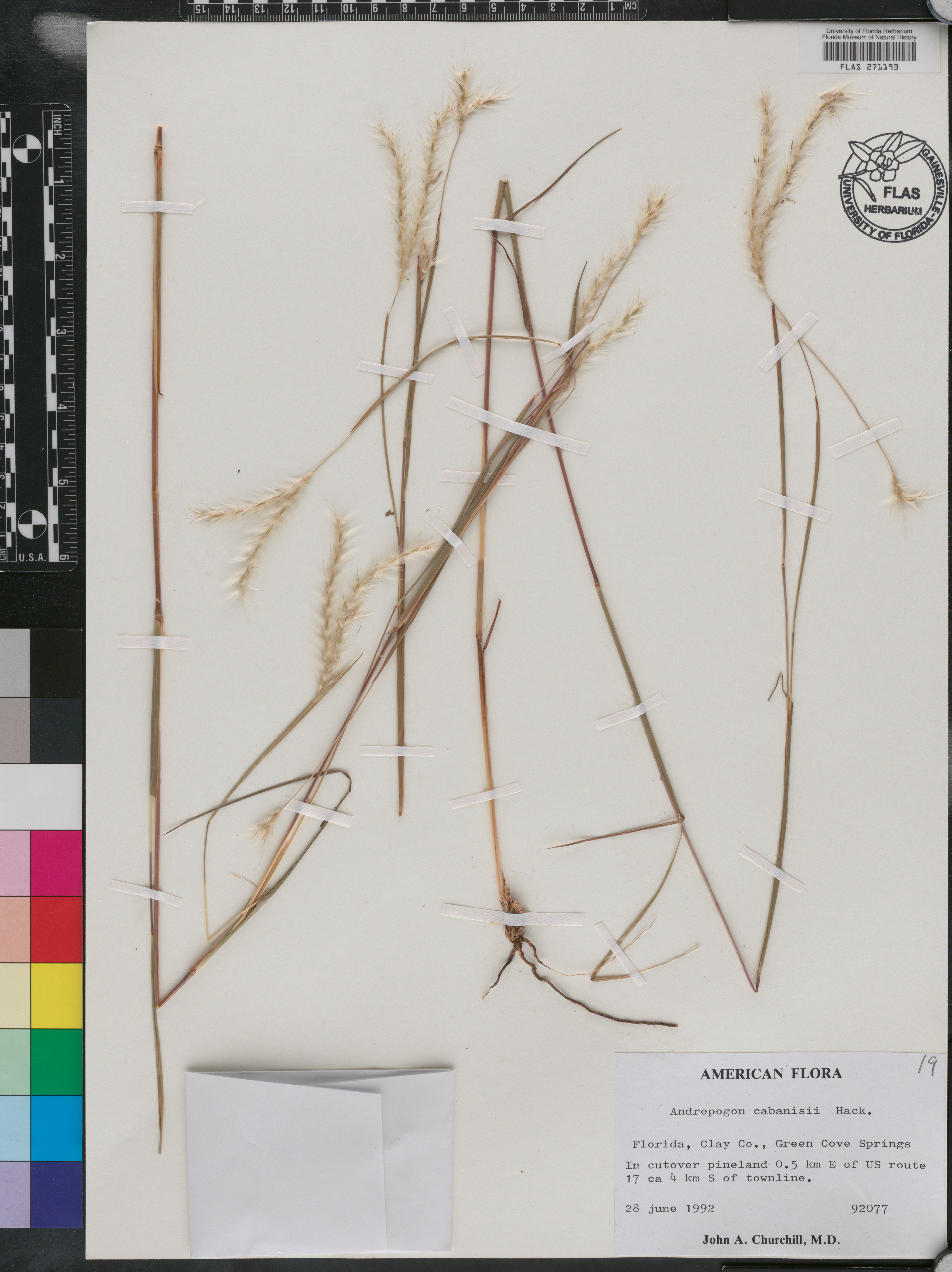 Andropogon cabanisii image