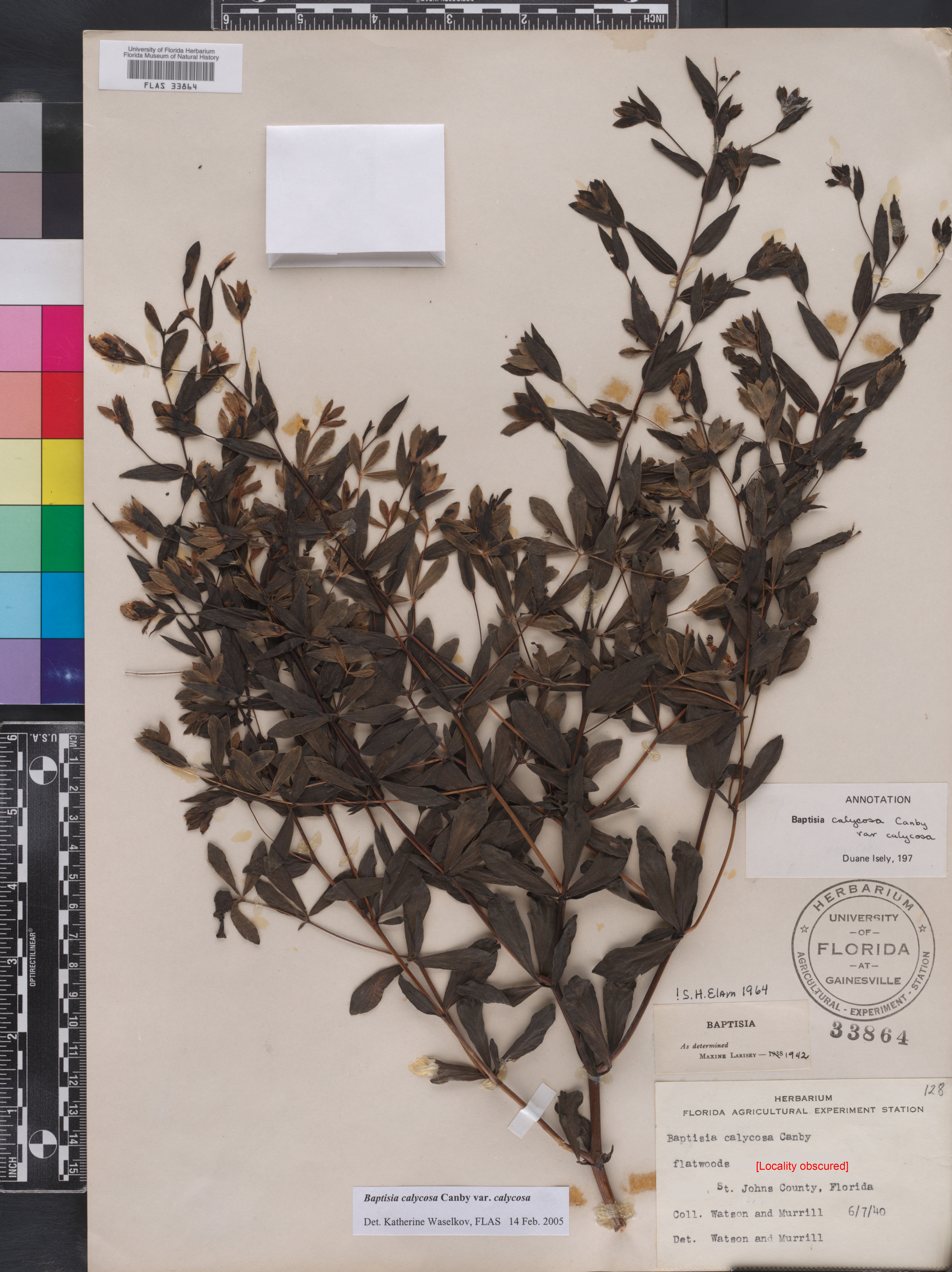 Baptisia calycosa var. calycosa image