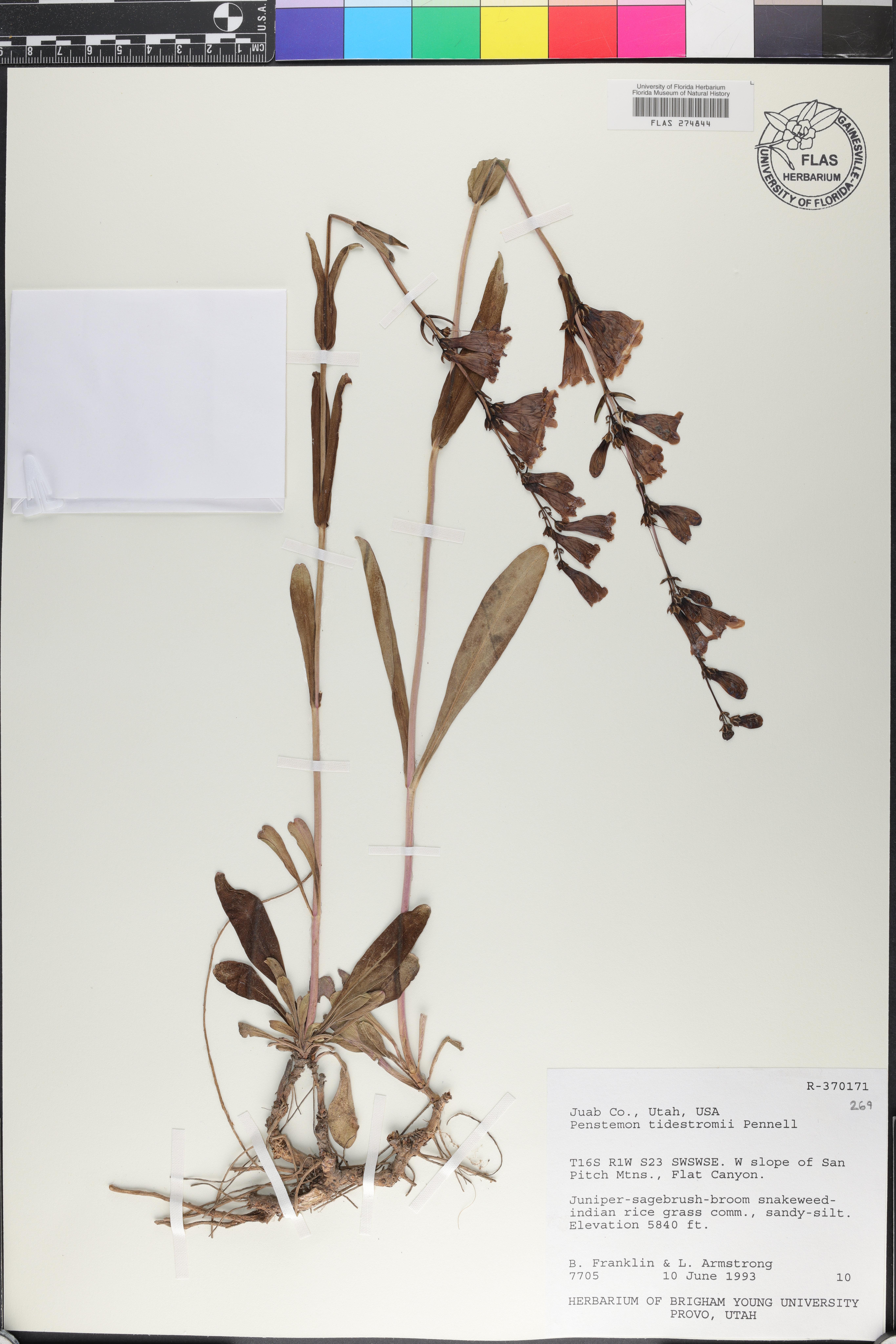 Penstemon tidestromii image