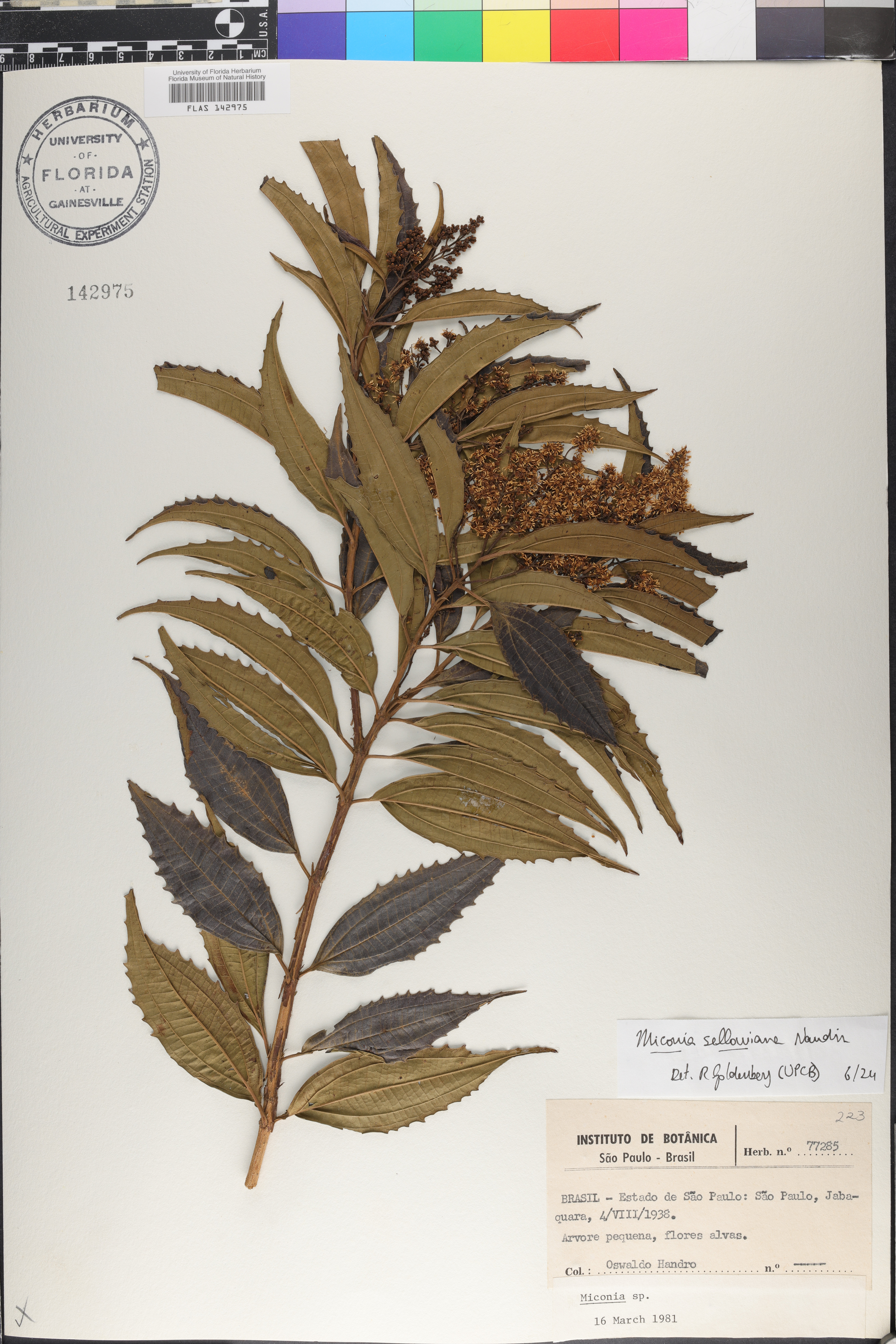 Miconia sellowiana image
